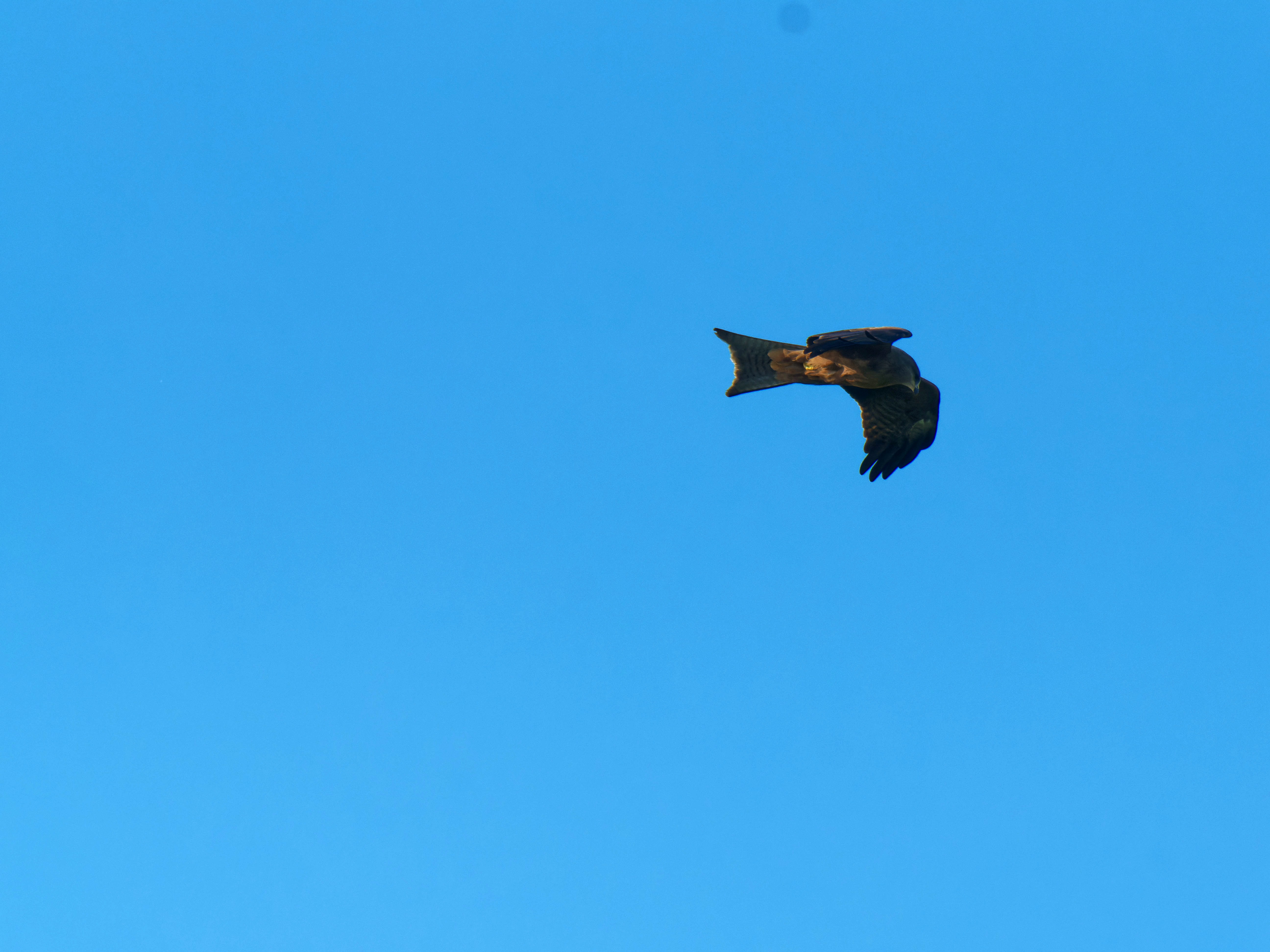 https://lemis.nyc3.digitaloceanspaces.com/grog/Photos/20250917/big/Birding-10.jpeg