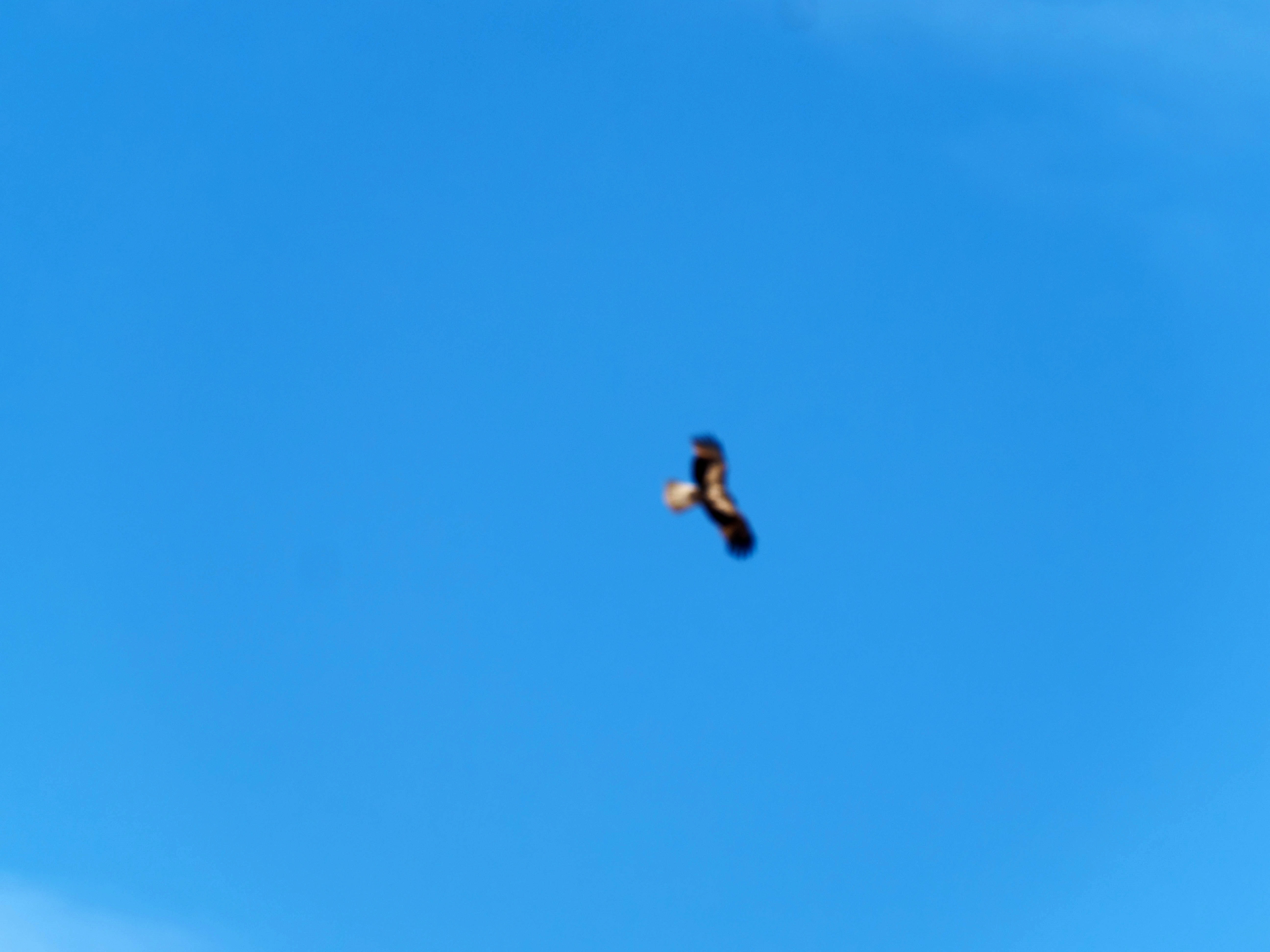 https://lemis.nyc3.digitaloceanspaces.com/grog/Photos/20250917/big/Birding-100.jpeg