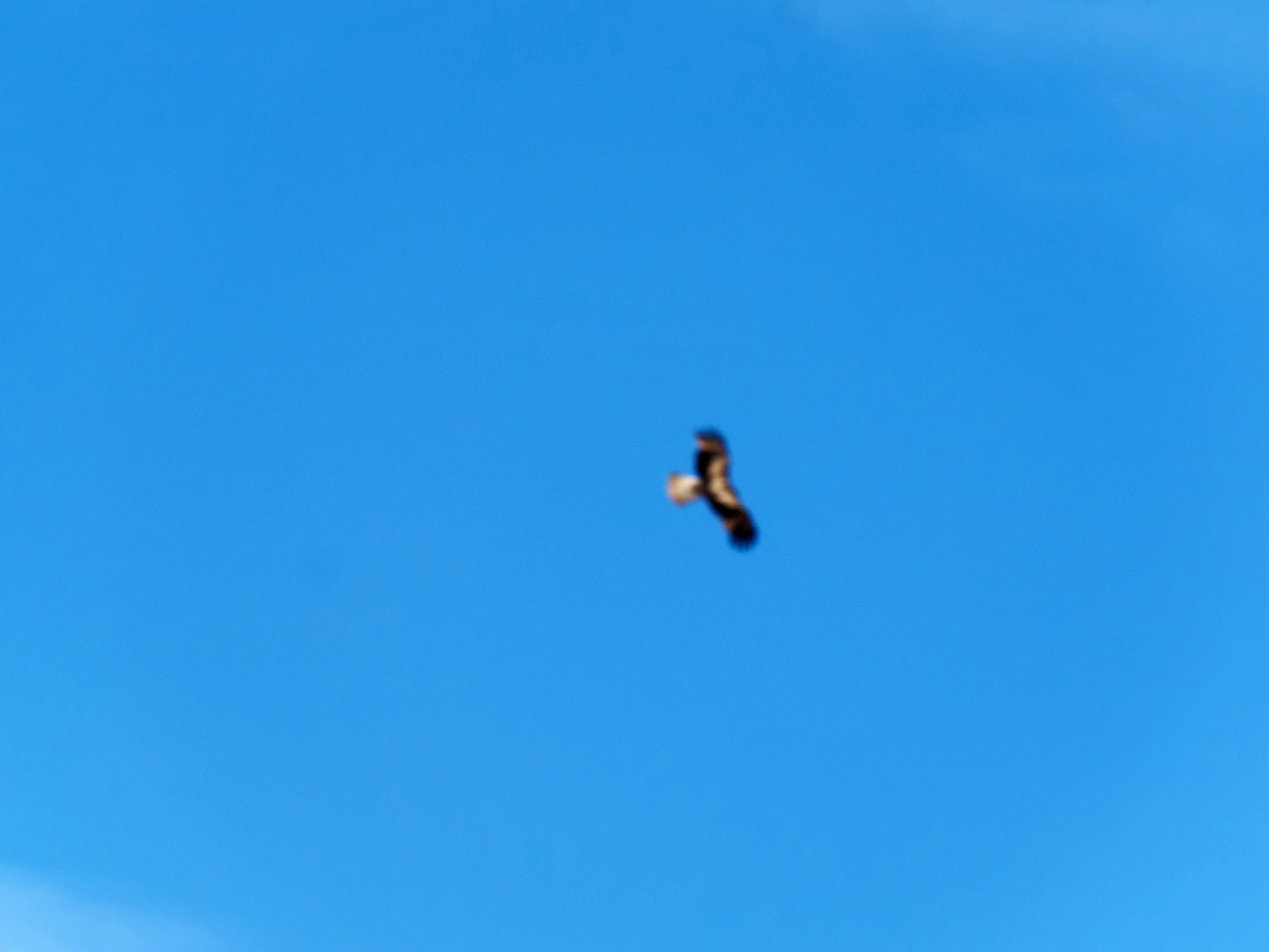 https://lemis.nyc3.digitaloceanspaces.com/grog/Photos/20250917/big/Birding-101.jpeg