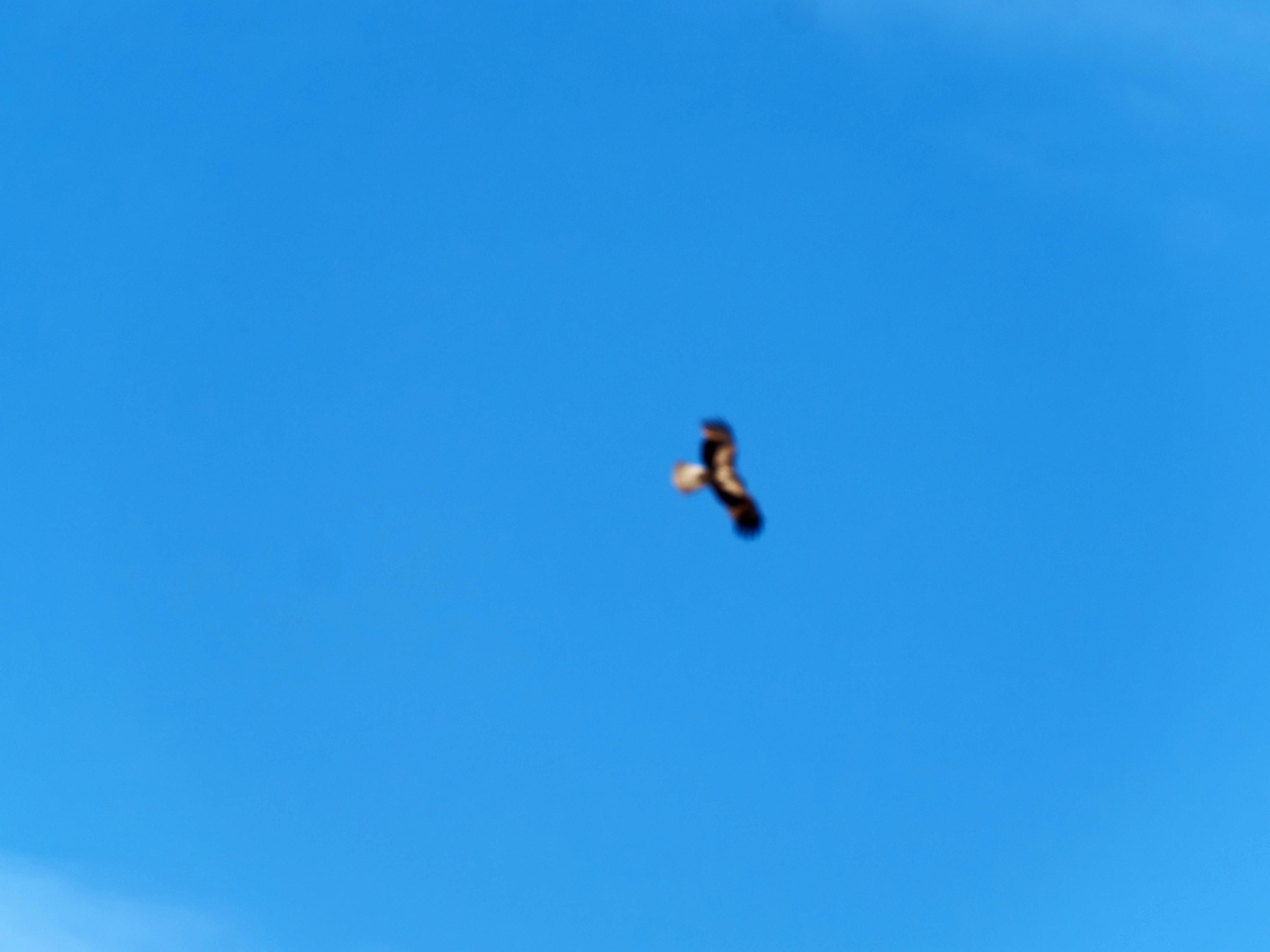 https://lemis.nyc3.digitaloceanspaces.com/grog/Photos/20250917/big/Birding-102.jpeg