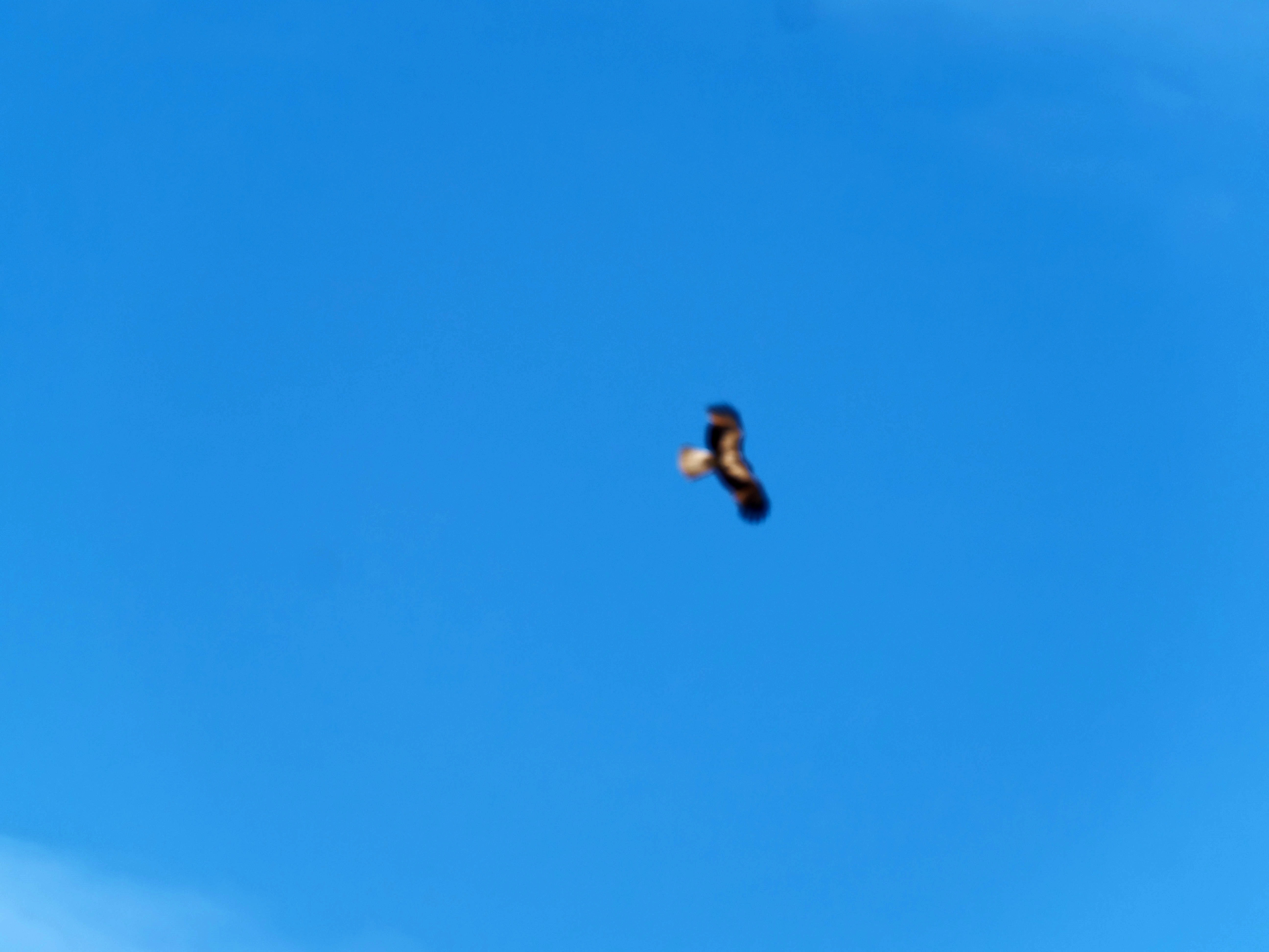 https://lemis.nyc3.digitaloceanspaces.com/grog/Photos/20250917/big/Birding-103.jpeg