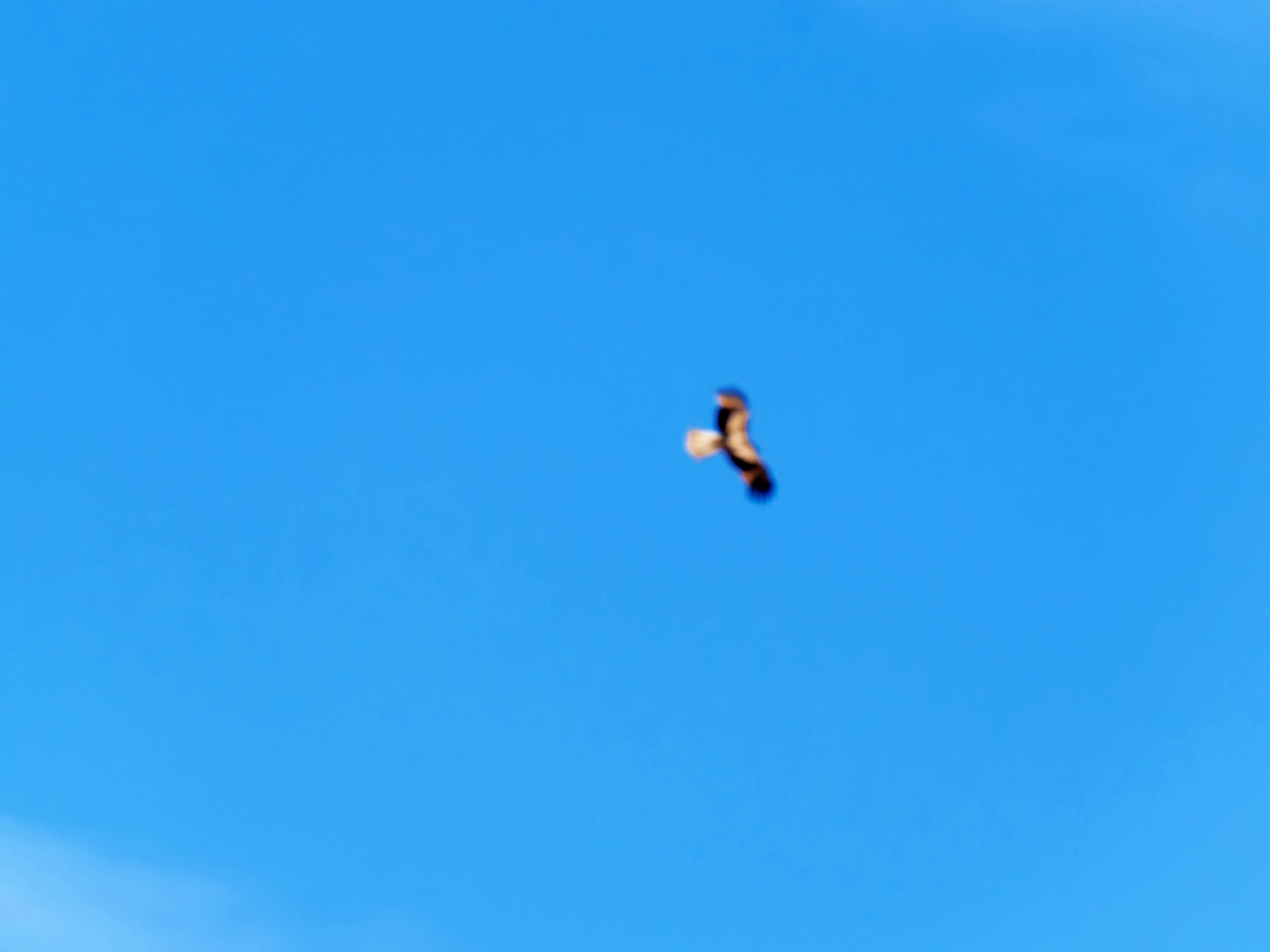 https://lemis.nyc3.digitaloceanspaces.com/grog/Photos/20250917/big/Birding-104.jpeg