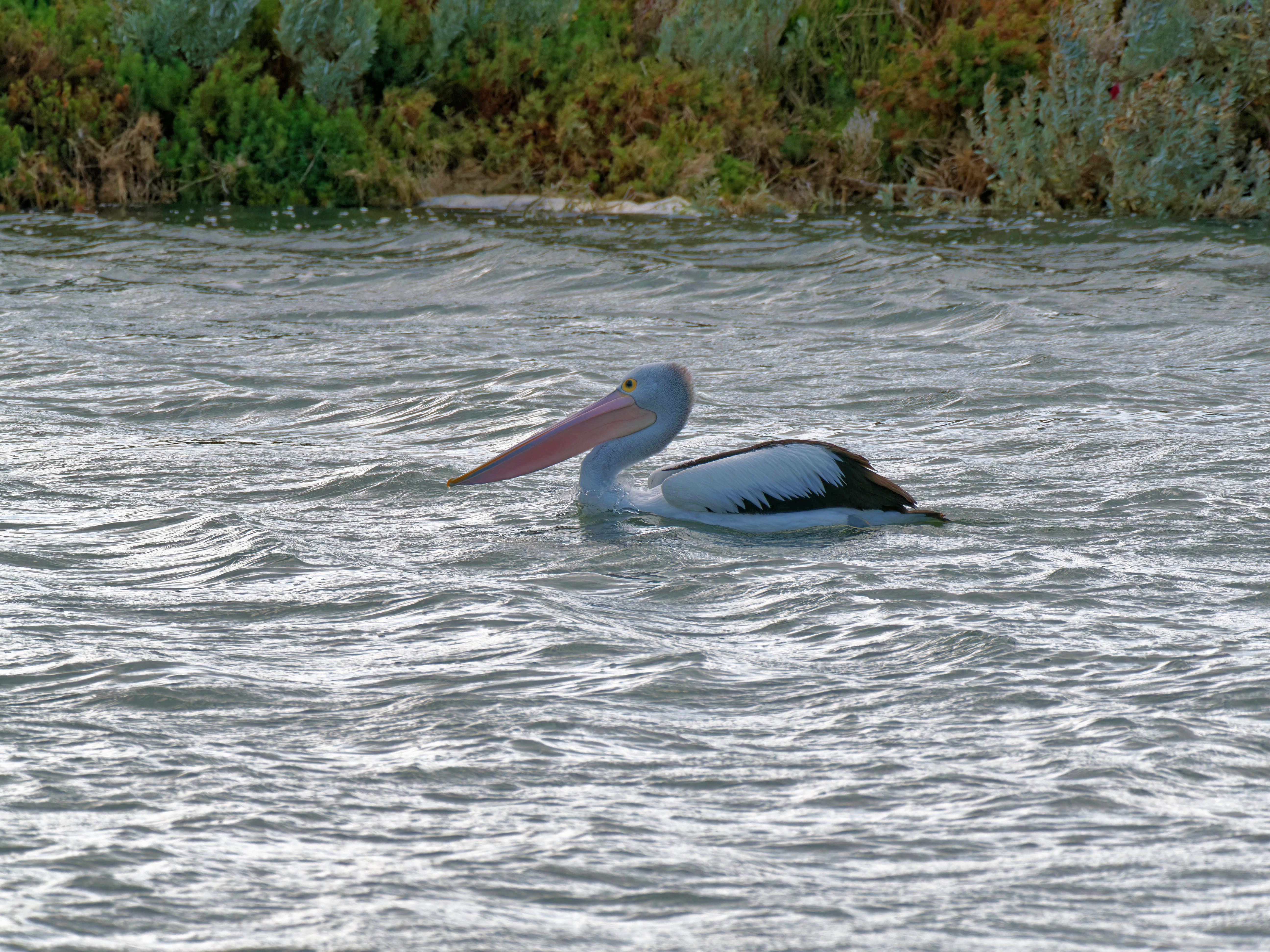 https://lemis.nyc3.digitaloceanspaces.com/grog/Photos/20250917/big/Birding-105.jpeg