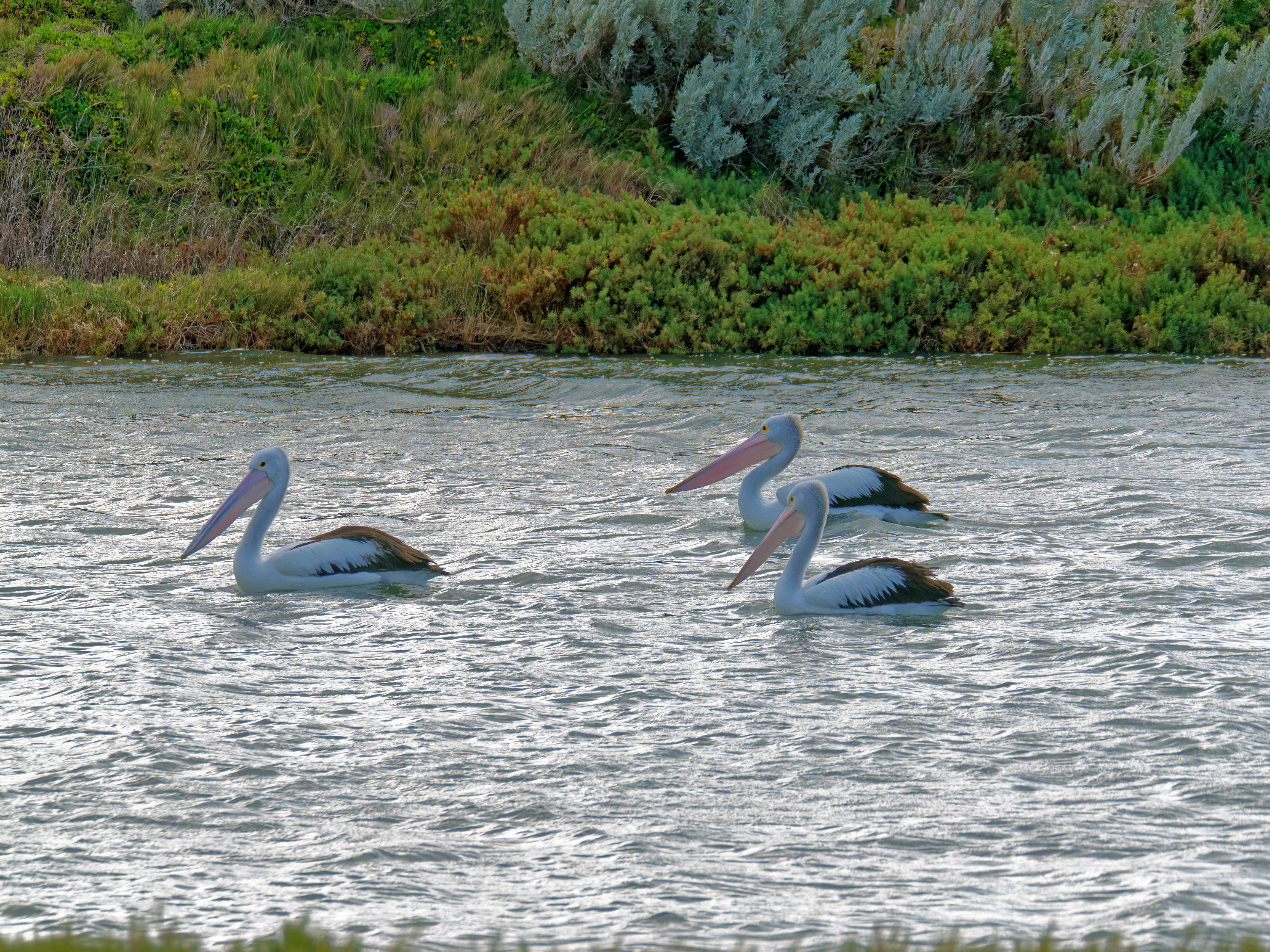 https://lemis.nyc3.digitaloceanspaces.com/grog/Photos/20250917/big/Birding-107.jpeg
