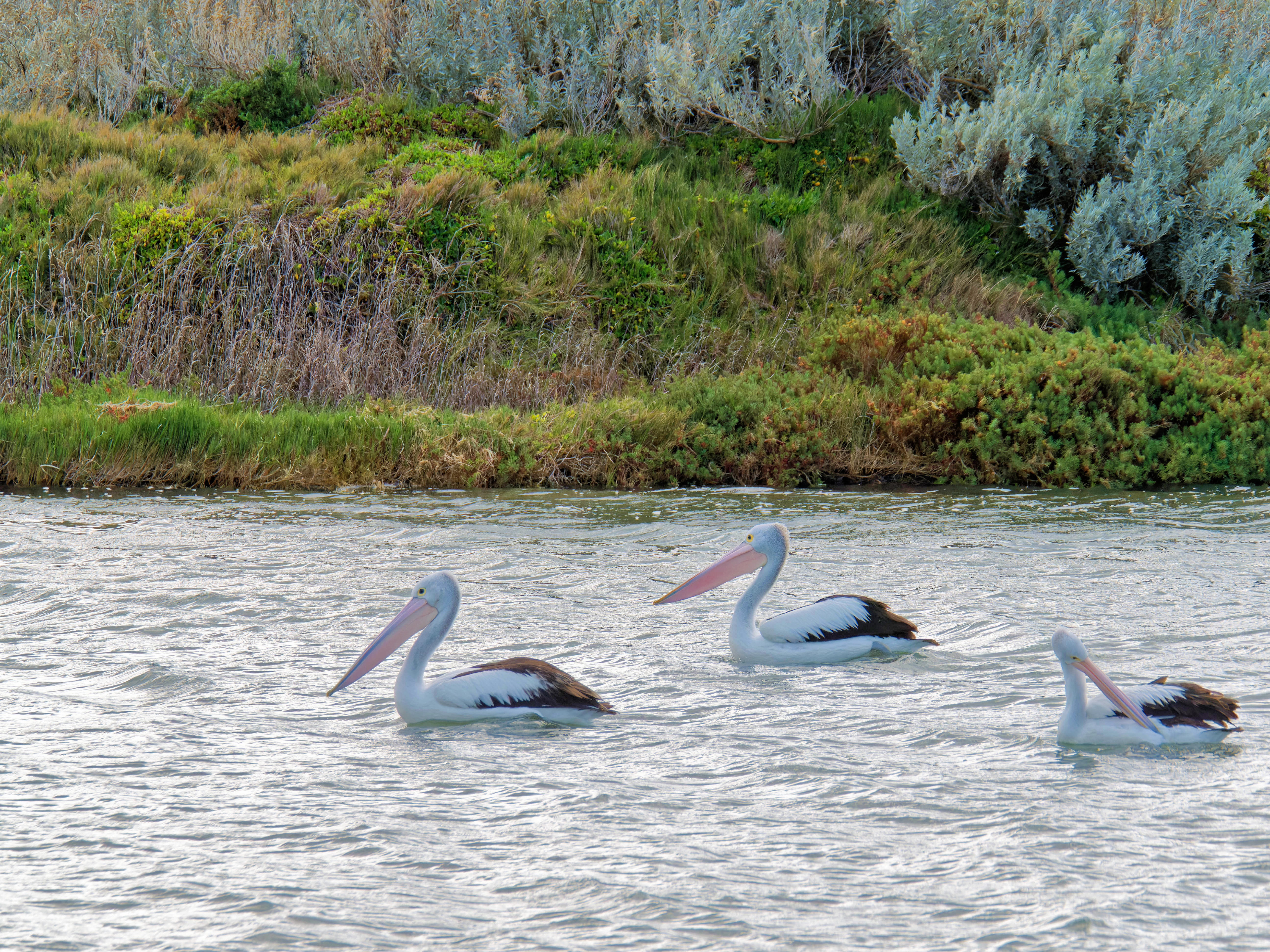 https://lemis.nyc3.digitaloceanspaces.com/grog/Photos/20250917/big/Birding-108.jpeg