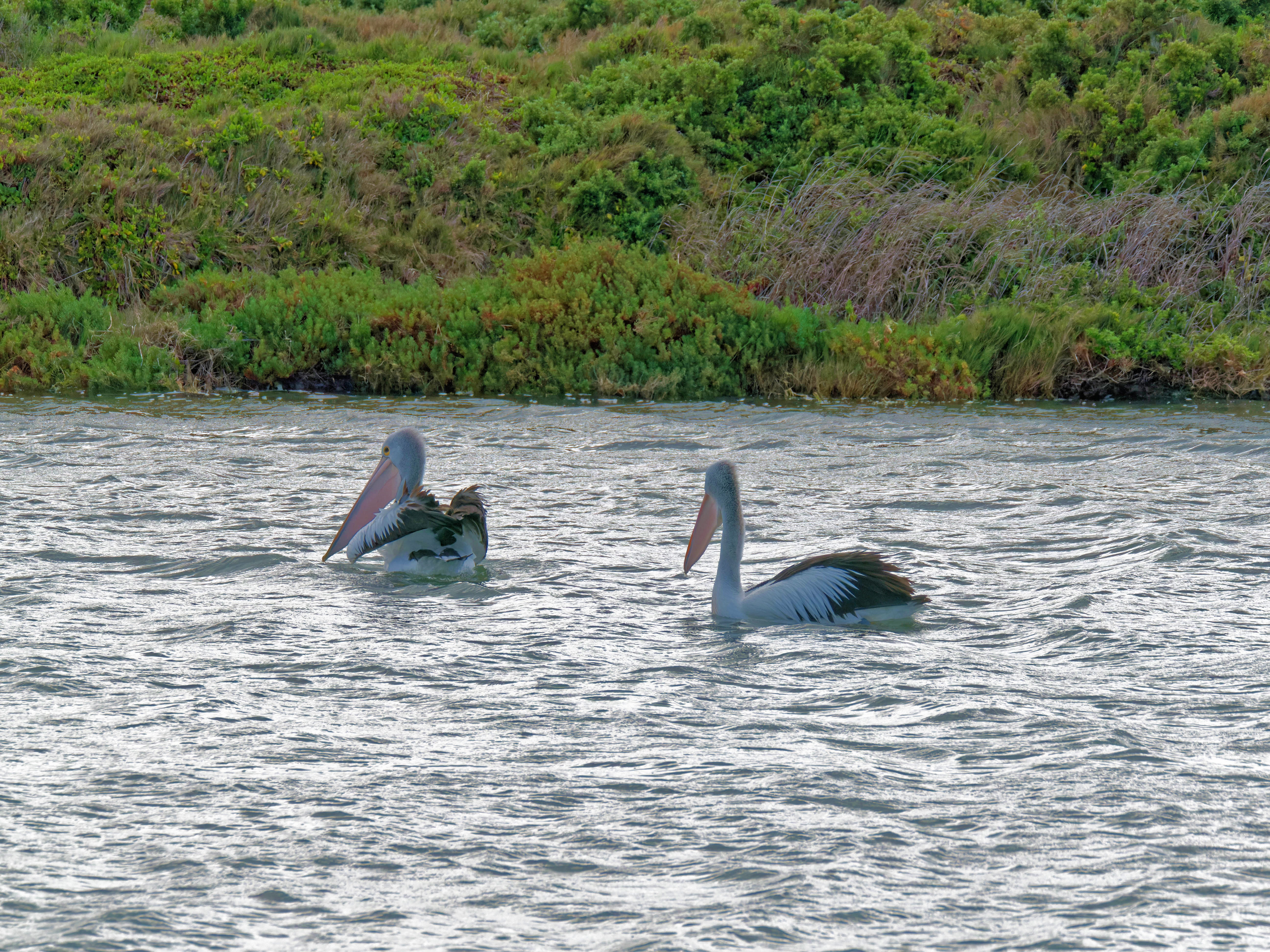 https://lemis.nyc3.digitaloceanspaces.com/grog/Photos/20250917/big/Birding-109.jpeg