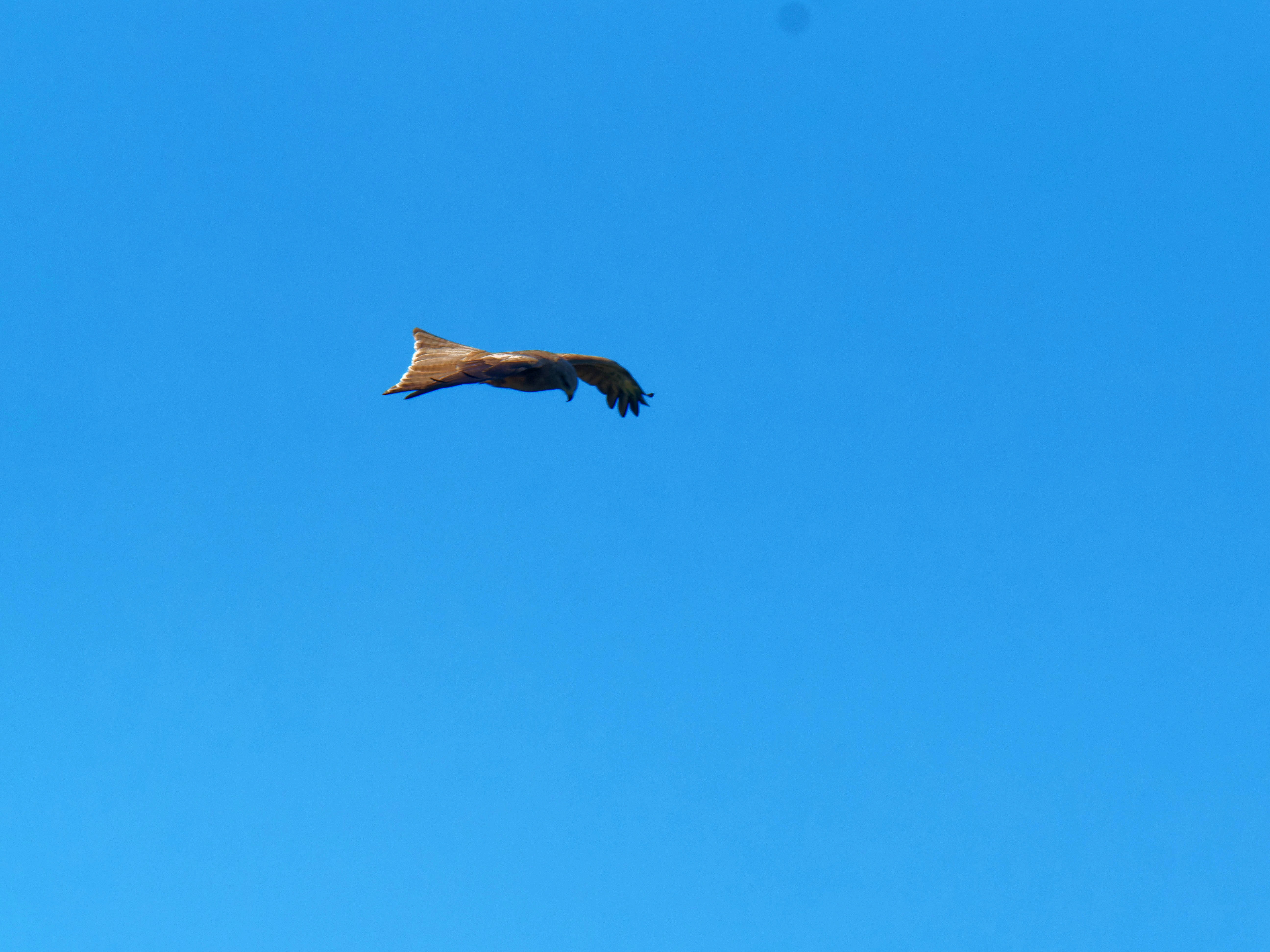 https://lemis.nyc3.digitaloceanspaces.com/grog/Photos/20250917/big/Birding-11.jpeg