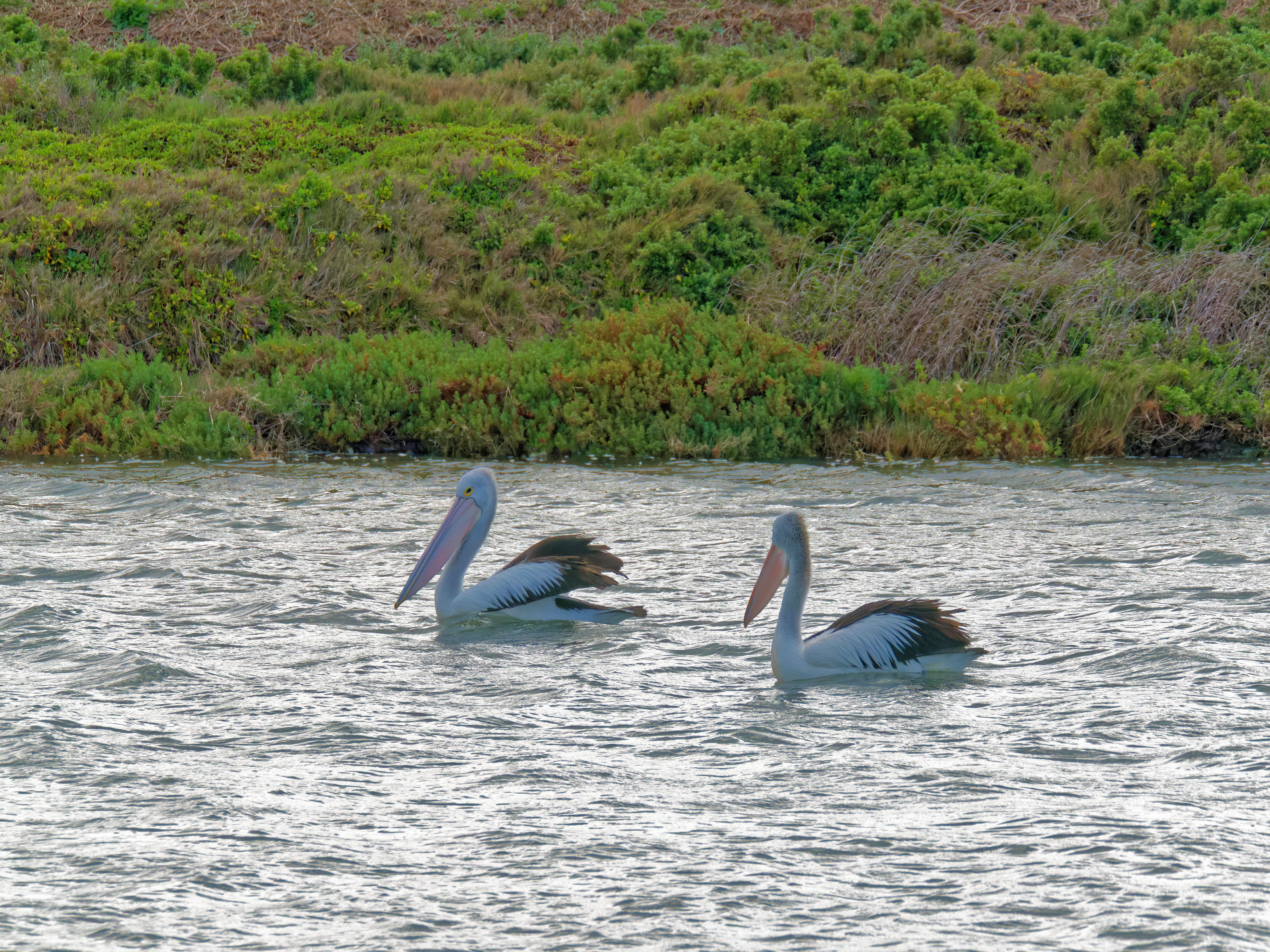 https://lemis.nyc3.digitaloceanspaces.com/grog/Photos/20250917/big/Birding-110.jpeg