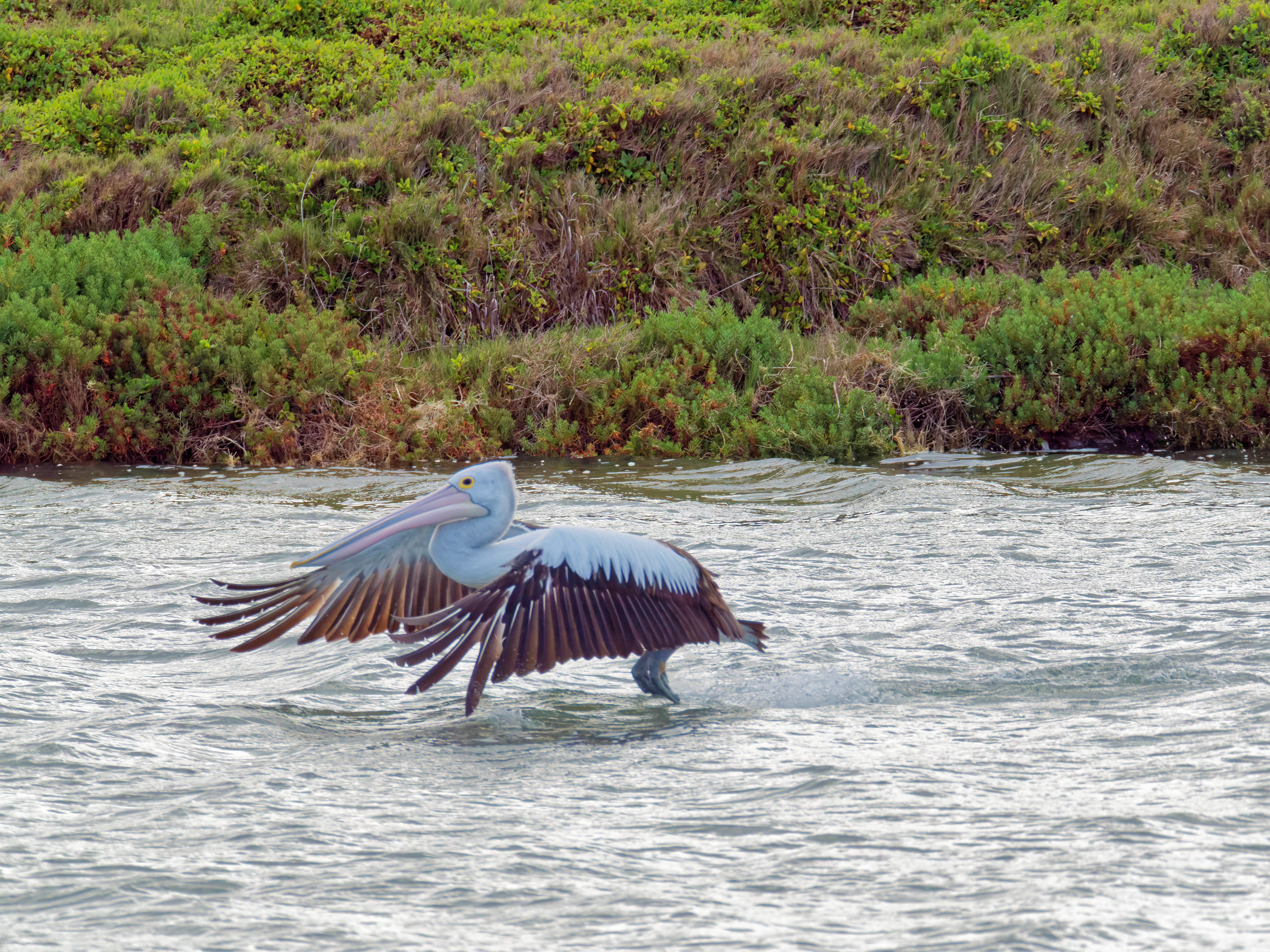 https://lemis.nyc3.digitaloceanspaces.com/grog/Photos/20250917/big/Birding-111.jpeg