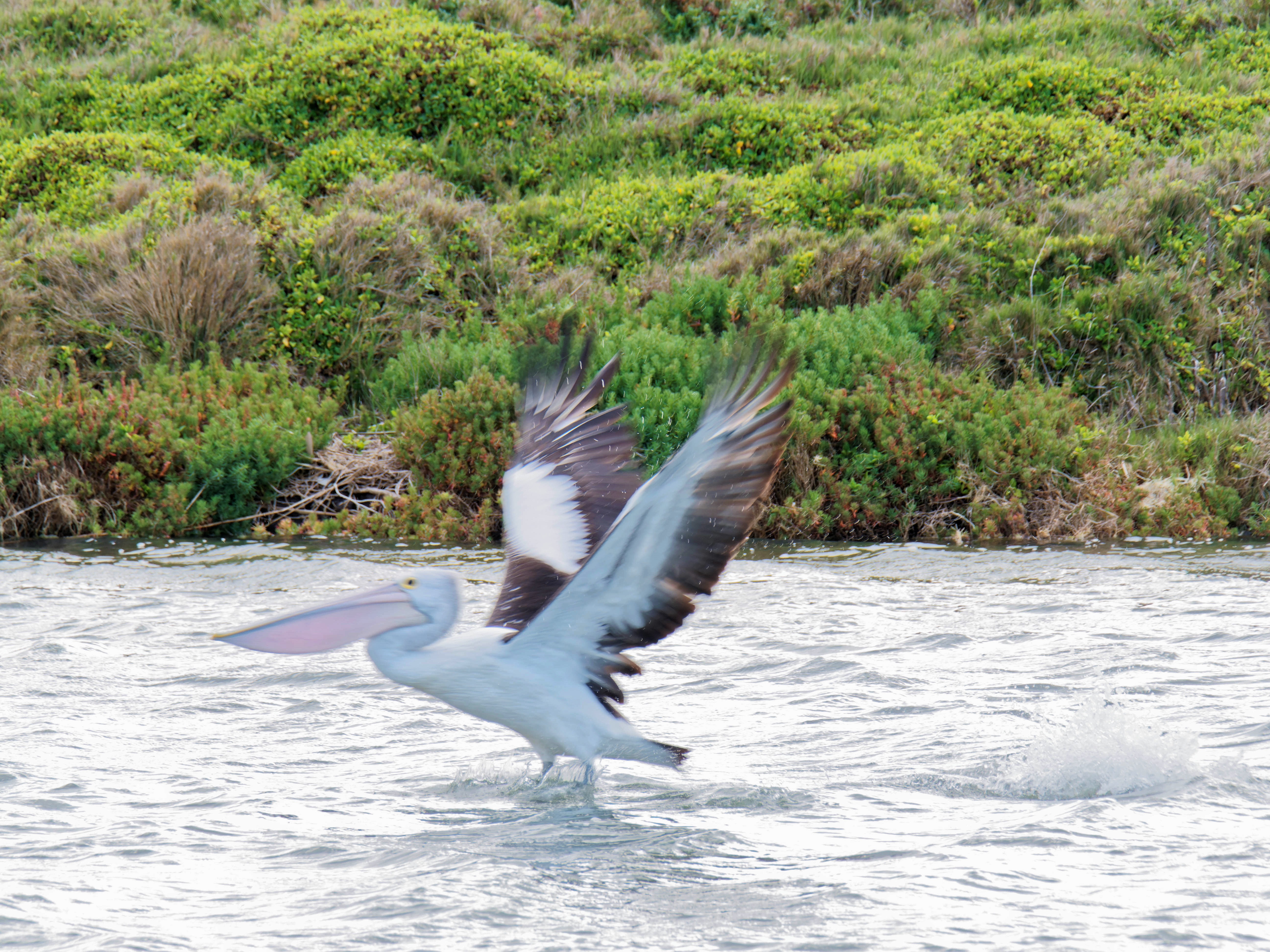 https://lemis.nyc3.digitaloceanspaces.com/grog/Photos/20250917/big/Birding-112.jpeg