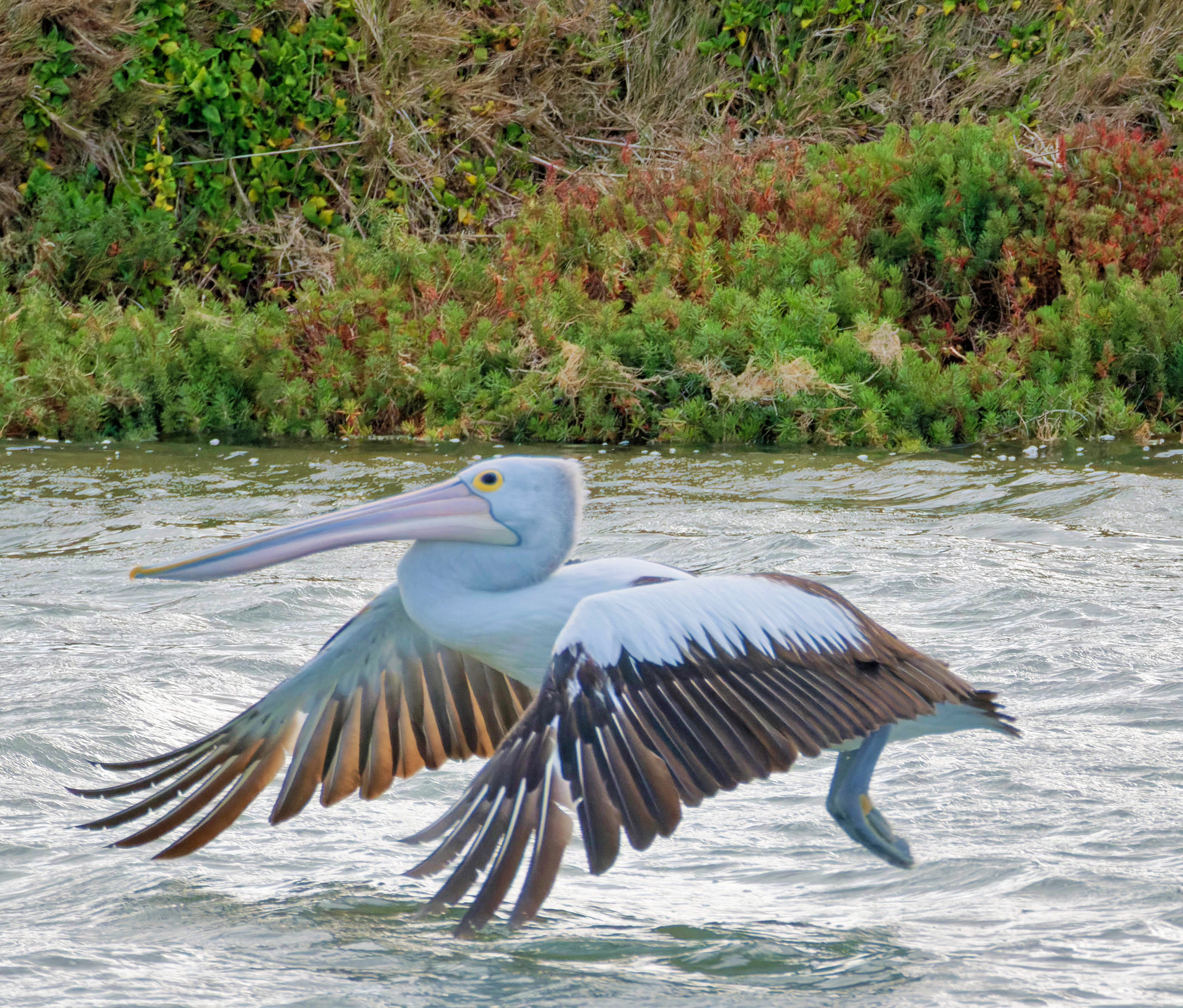 https://lemis.nyc3.digitaloceanspaces.com/grog/Photos/20250917/big/Birding-113-detail.jpeg