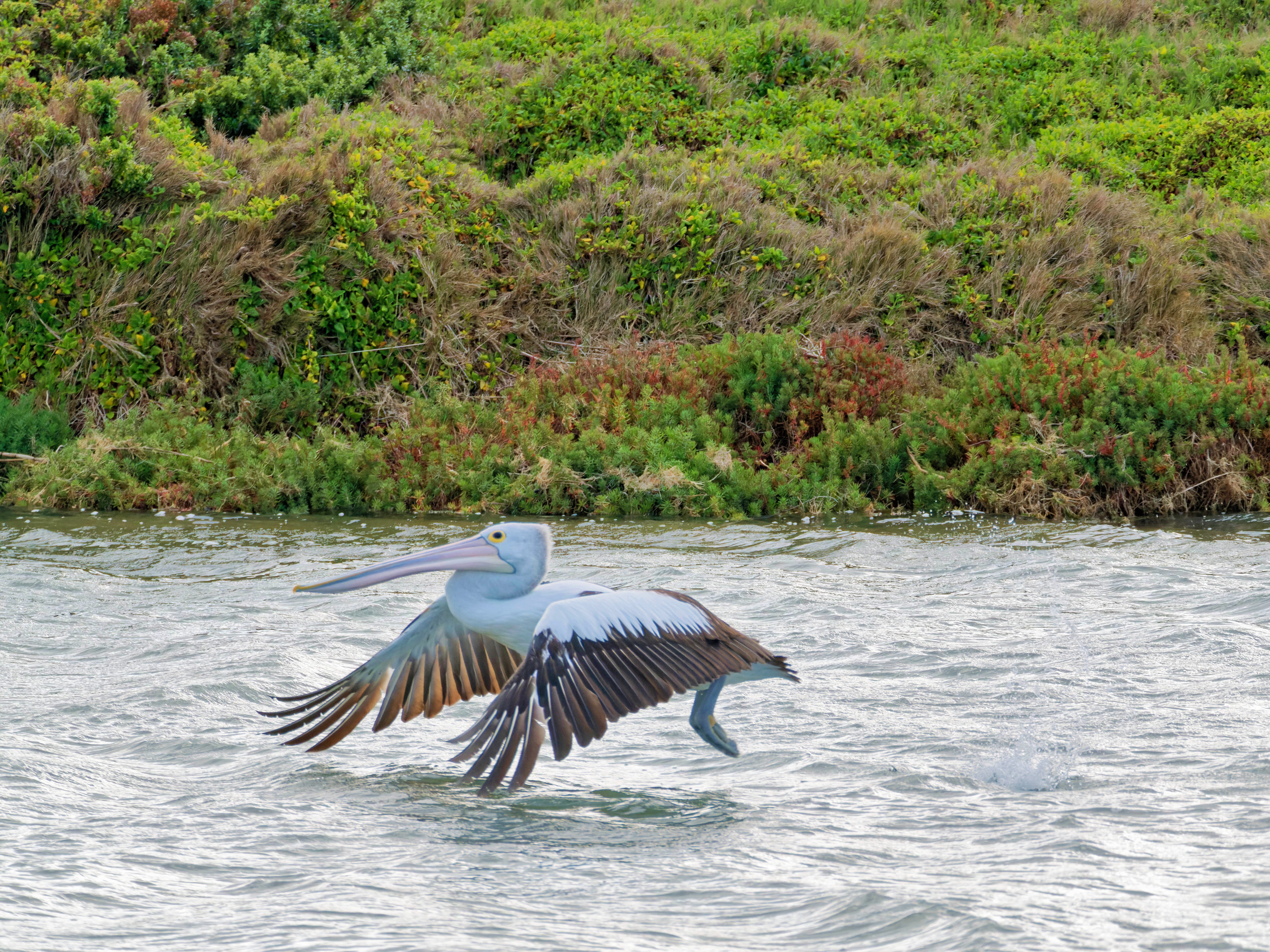 https://lemis.nyc3.digitaloceanspaces.com/grog/Photos/20250917/big/Birding-113.jpeg