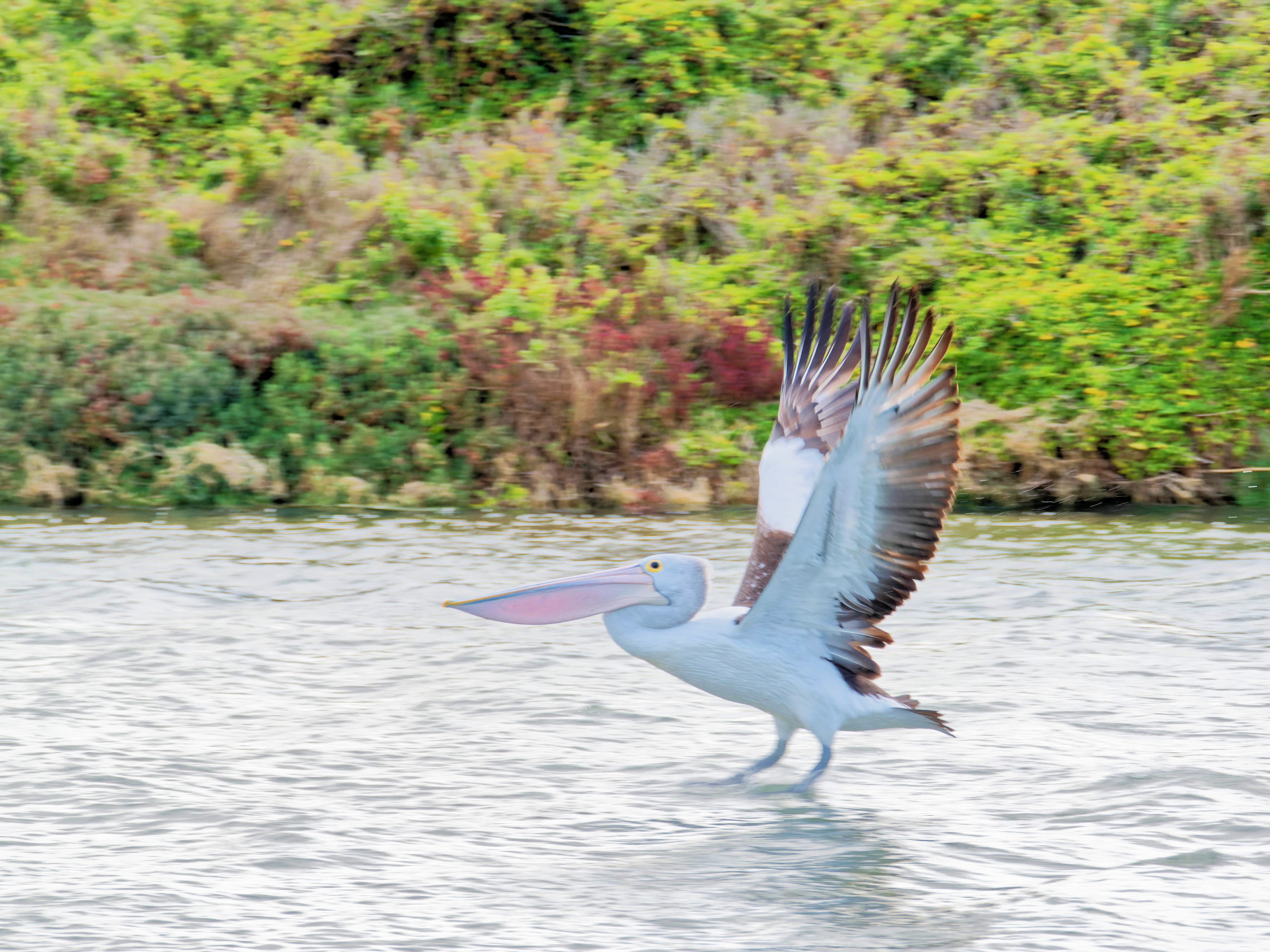 https://lemis.nyc3.digitaloceanspaces.com/grog/Photos/20250917/big/Birding-114.jpeg