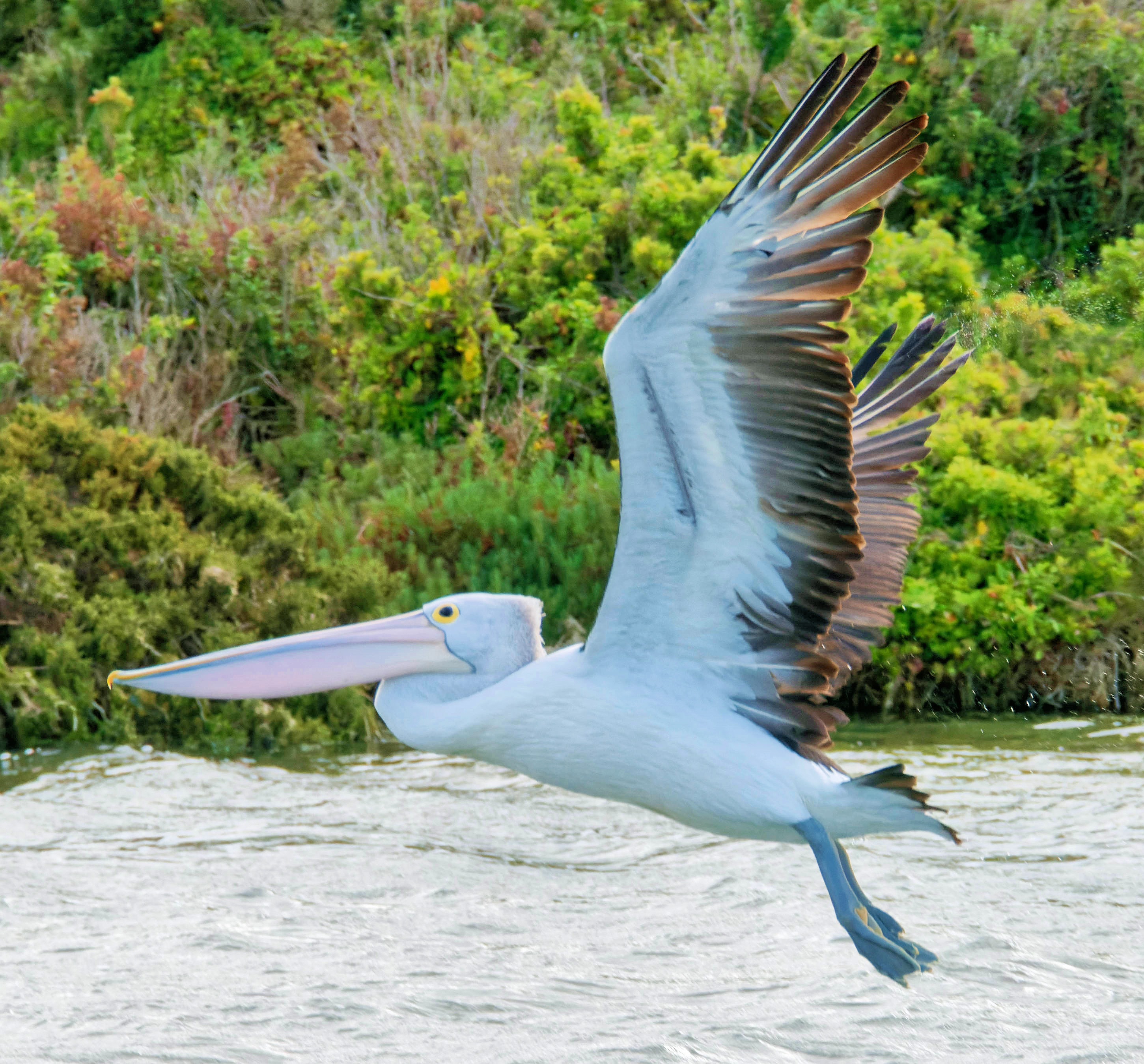https://lemis.nyc3.digitaloceanspaces.com/grog/Photos/20250917/big/Birding-116-detail.jpeg