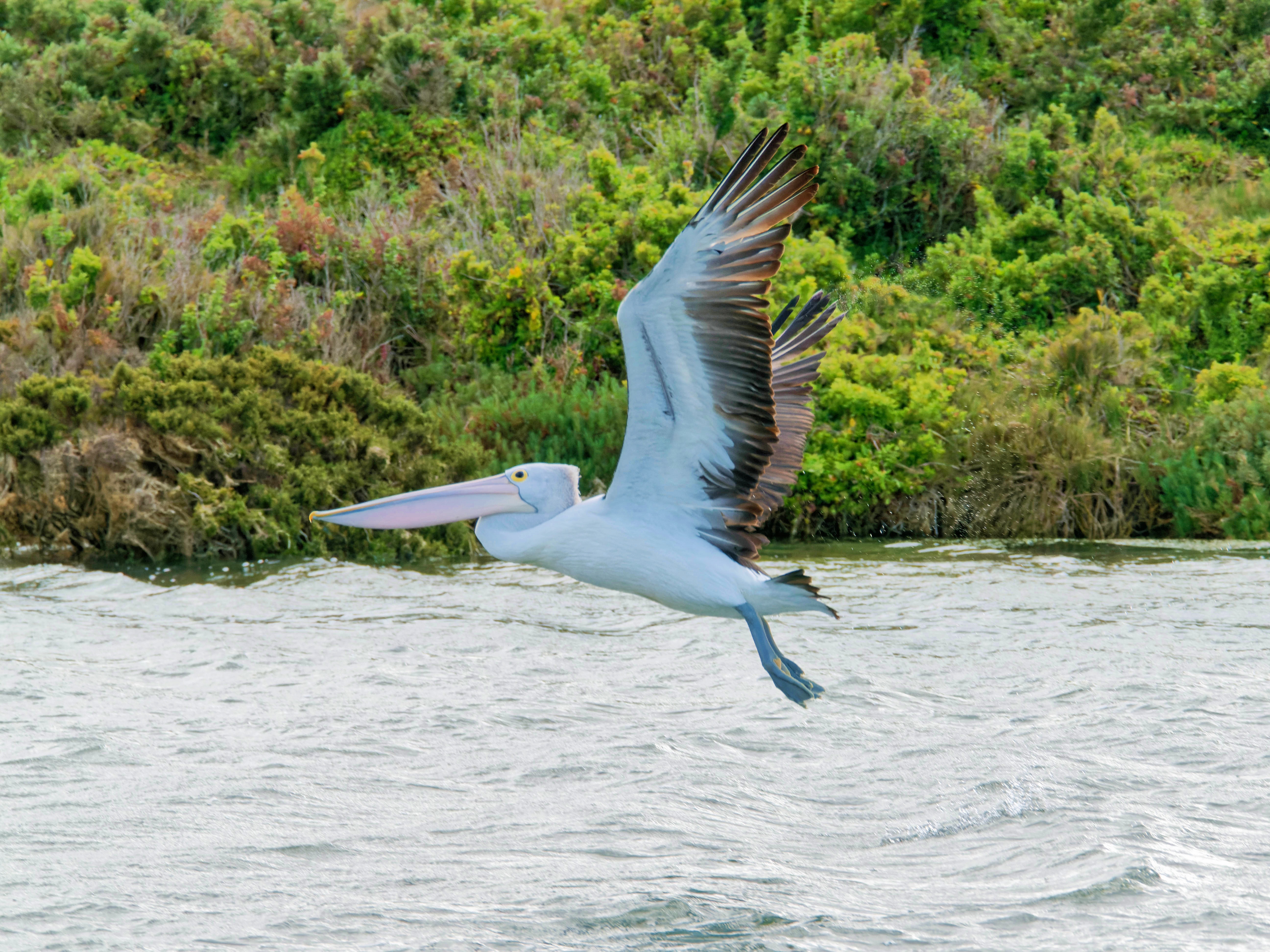 https://lemis.nyc3.digitaloceanspaces.com/grog/Photos/20250917/big/Birding-116.jpeg