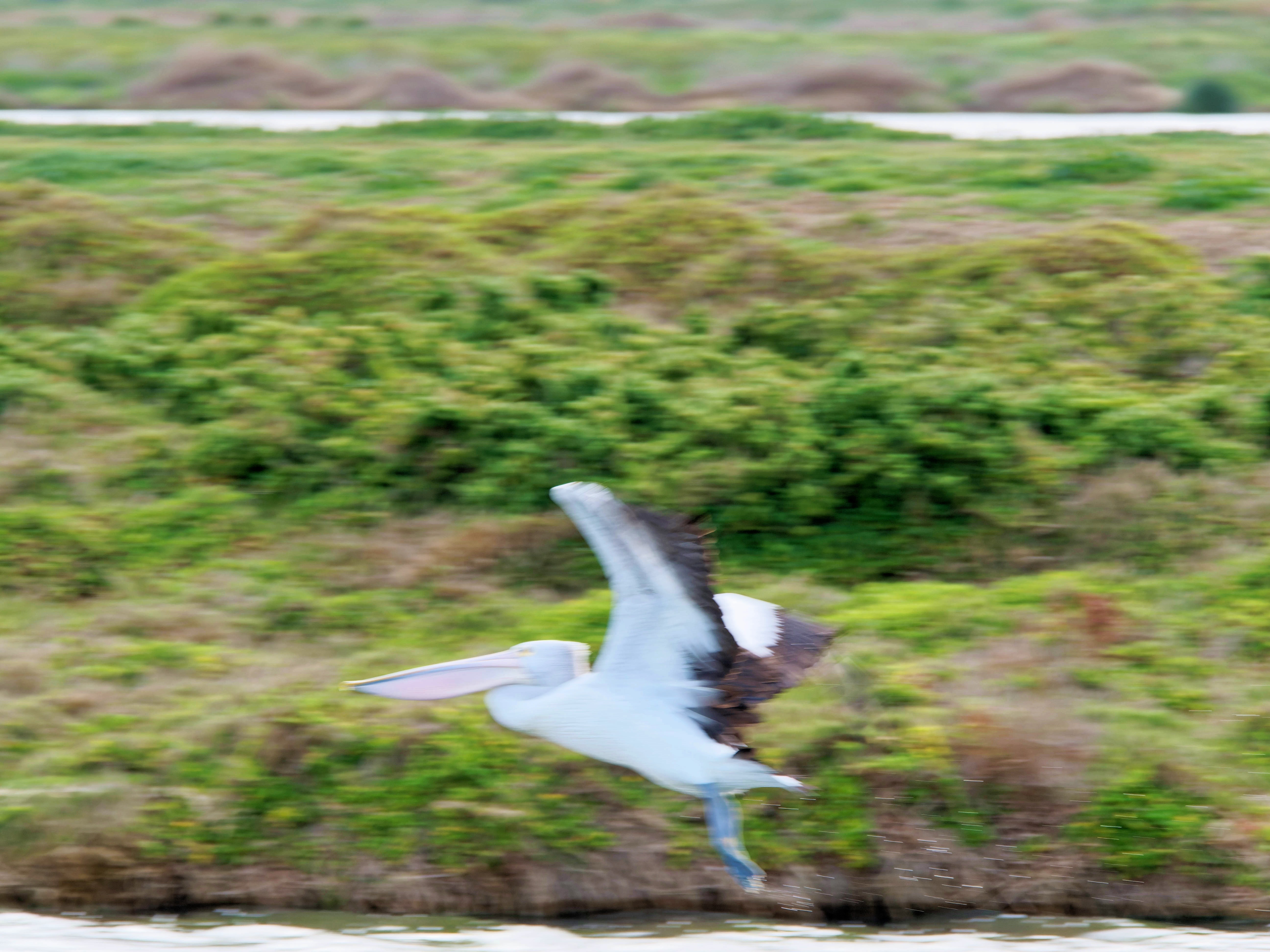 https://lemis.nyc3.digitaloceanspaces.com/grog/Photos/20250917/big/Birding-117.jpeg