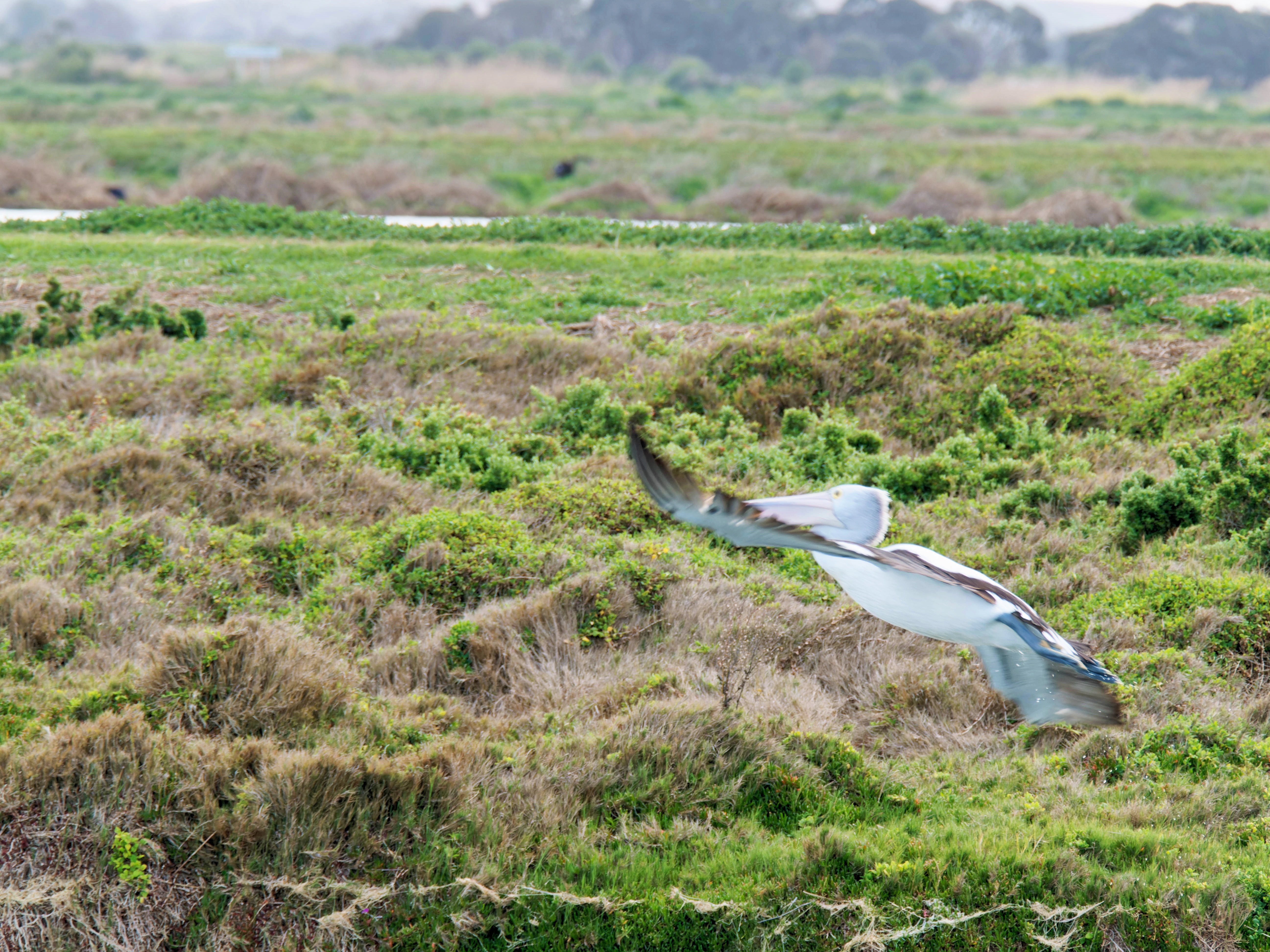 https://lemis.nyc3.digitaloceanspaces.com/grog/Photos/20250917/big/Birding-118.jpeg
