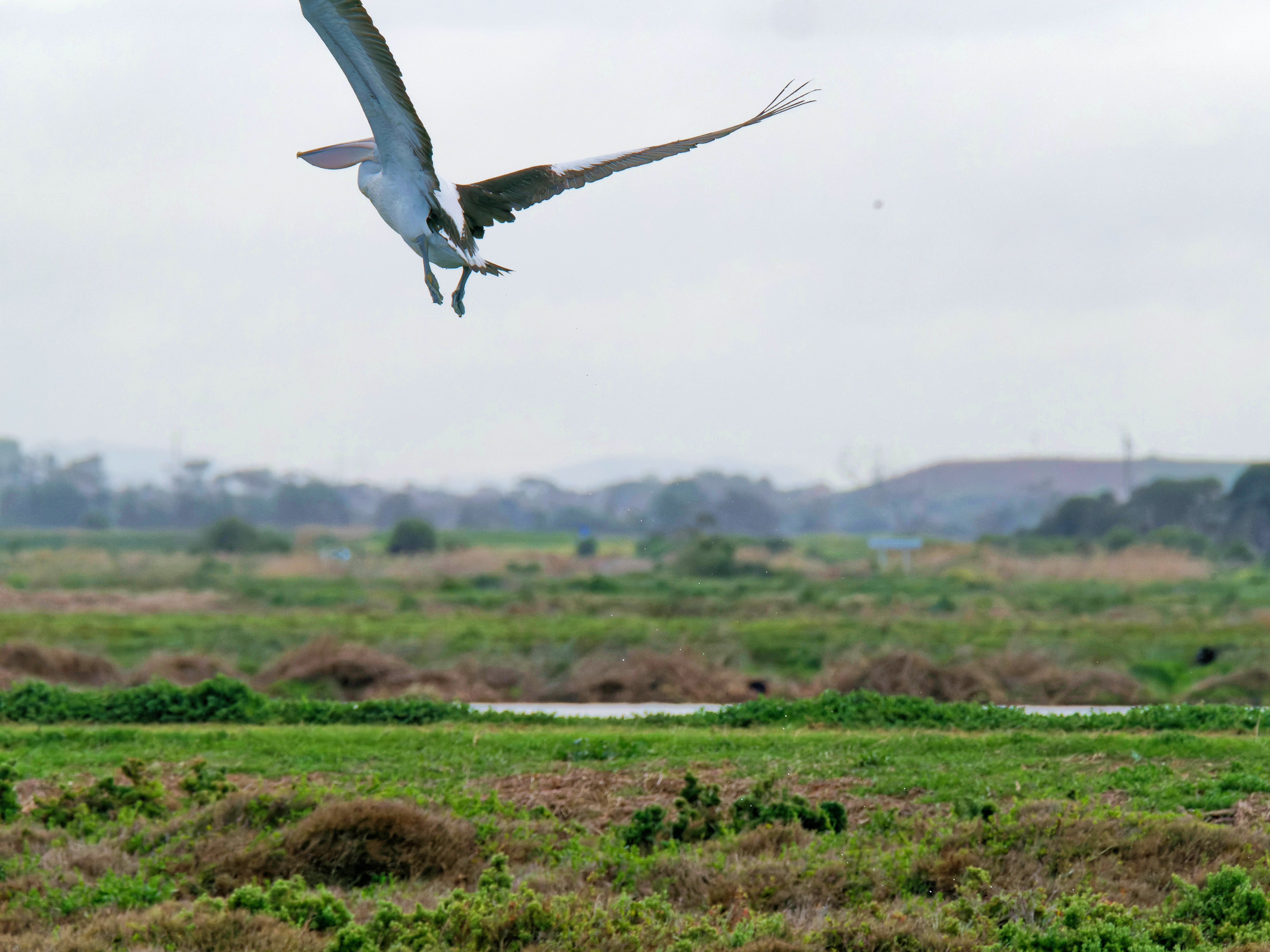 https://lemis.nyc3.digitaloceanspaces.com/grog/Photos/20250917/big/Birding-119.jpeg