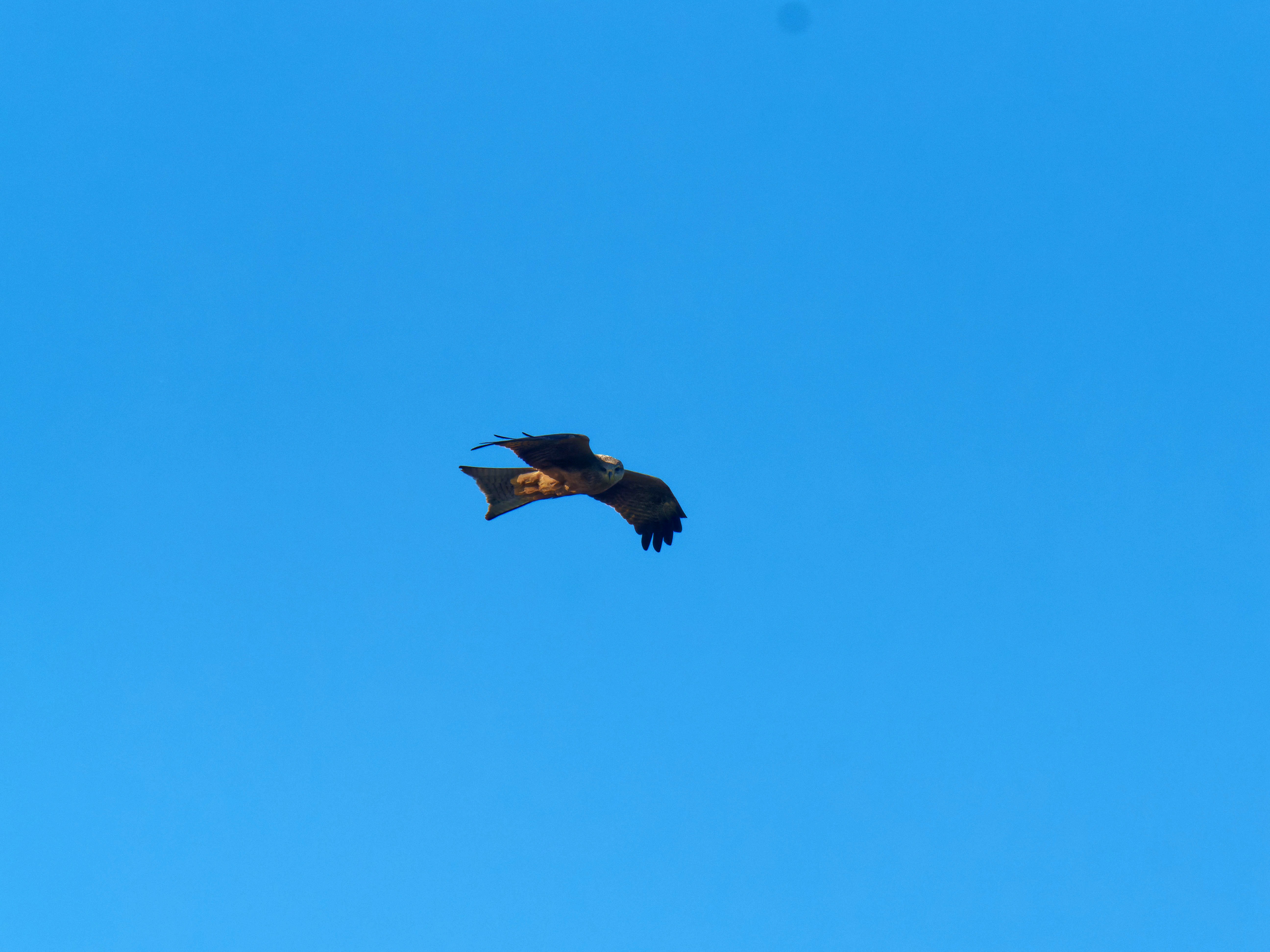 https://lemis.nyc3.digitaloceanspaces.com/grog/Photos/20250917/big/Birding-12.jpeg