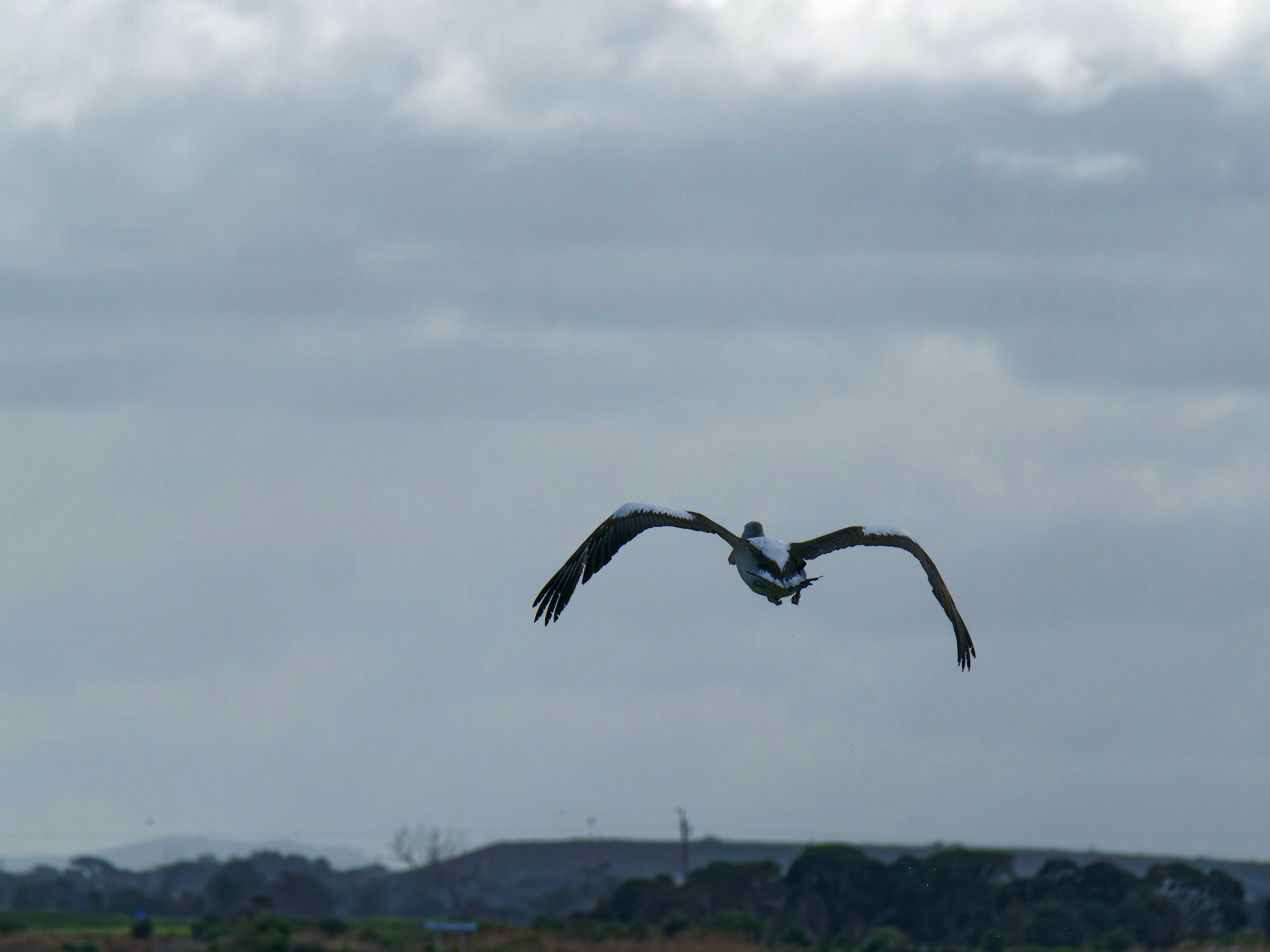 https://lemis.nyc3.digitaloceanspaces.com/grog/Photos/20250917/big/Birding-121.jpeg