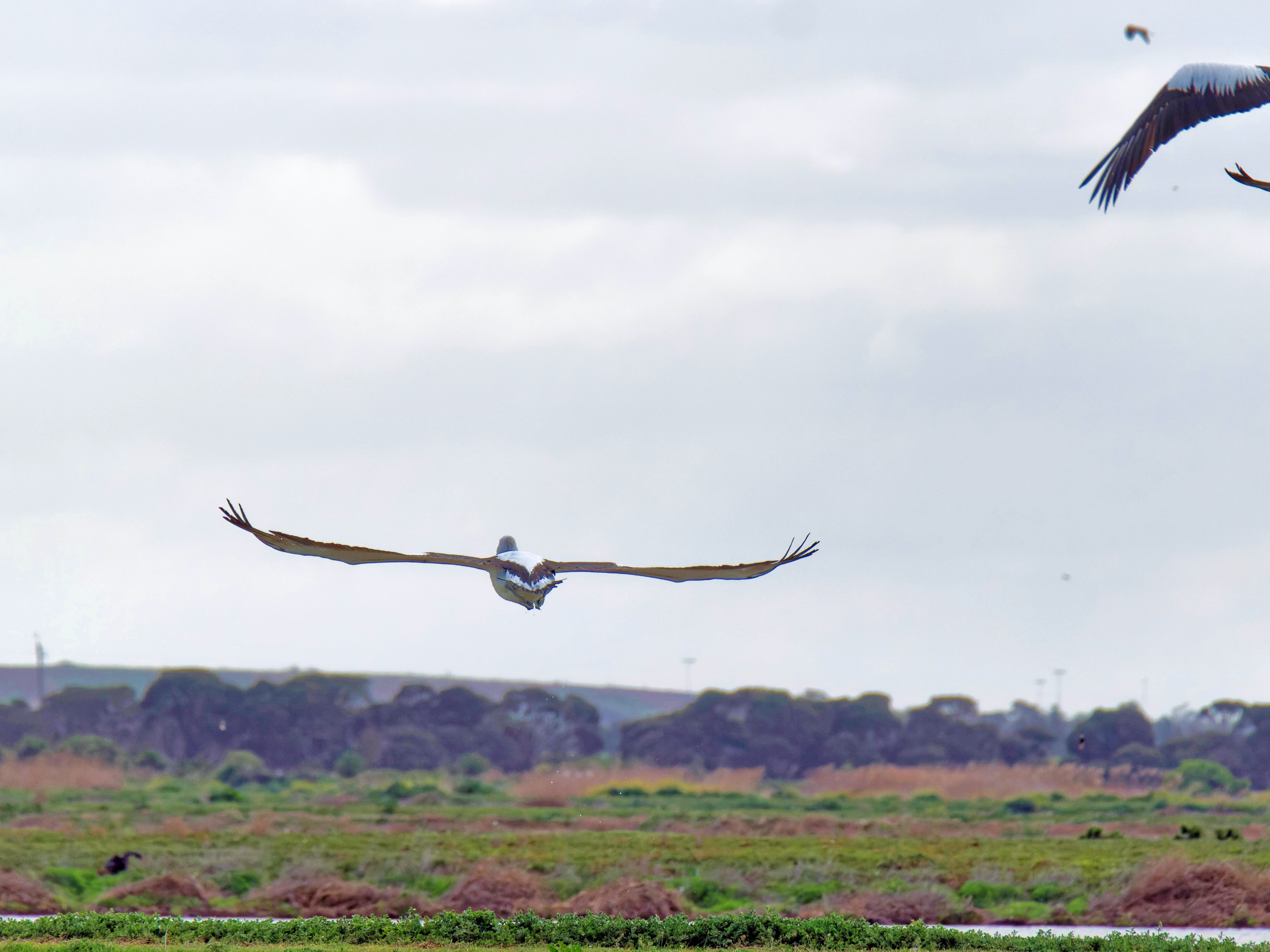 https://lemis.nyc3.digitaloceanspaces.com/grog/Photos/20250917/big/Birding-122.jpeg