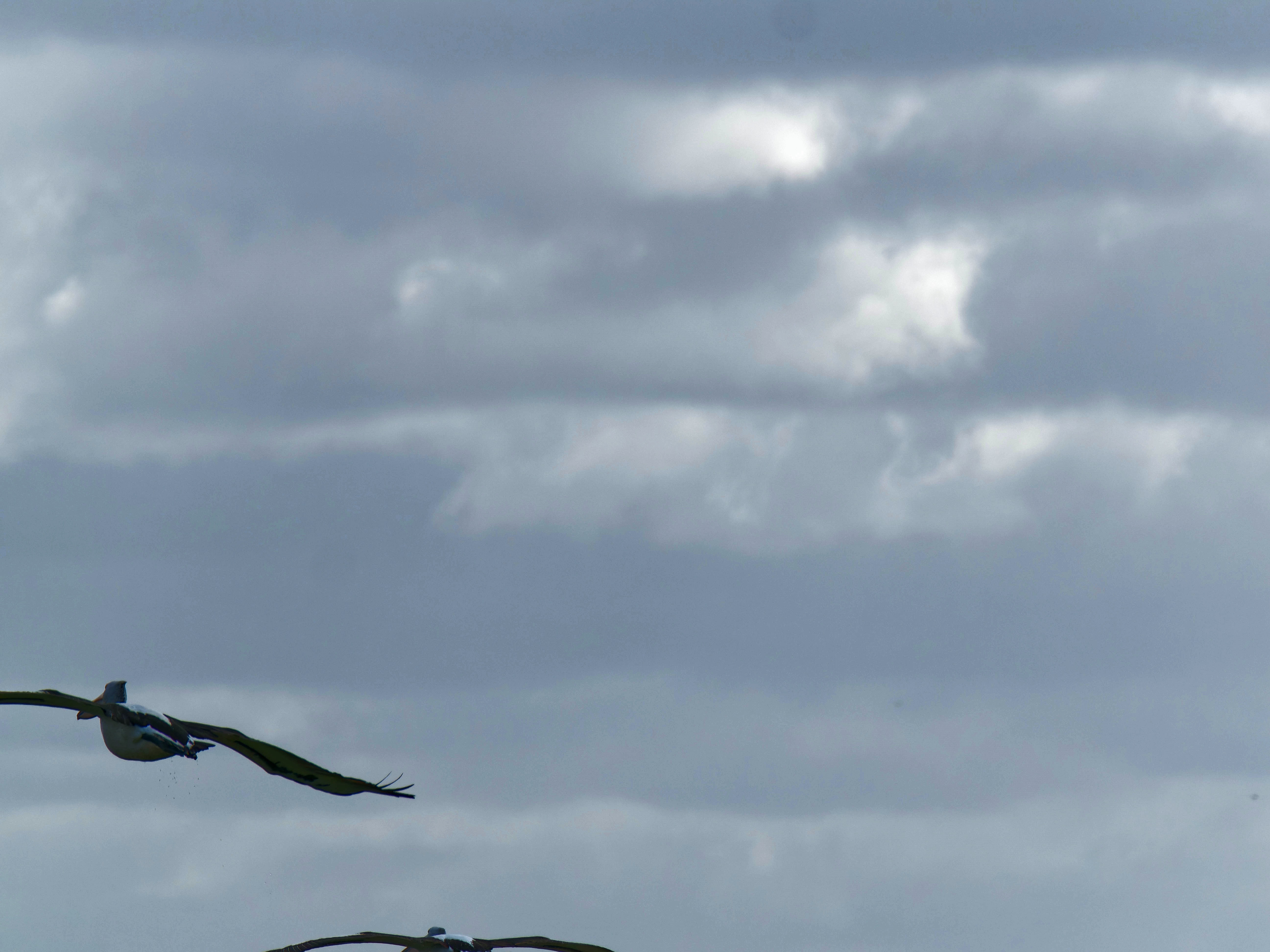 https://lemis.nyc3.digitaloceanspaces.com/grog/Photos/20250917/big/Birding-123.jpeg