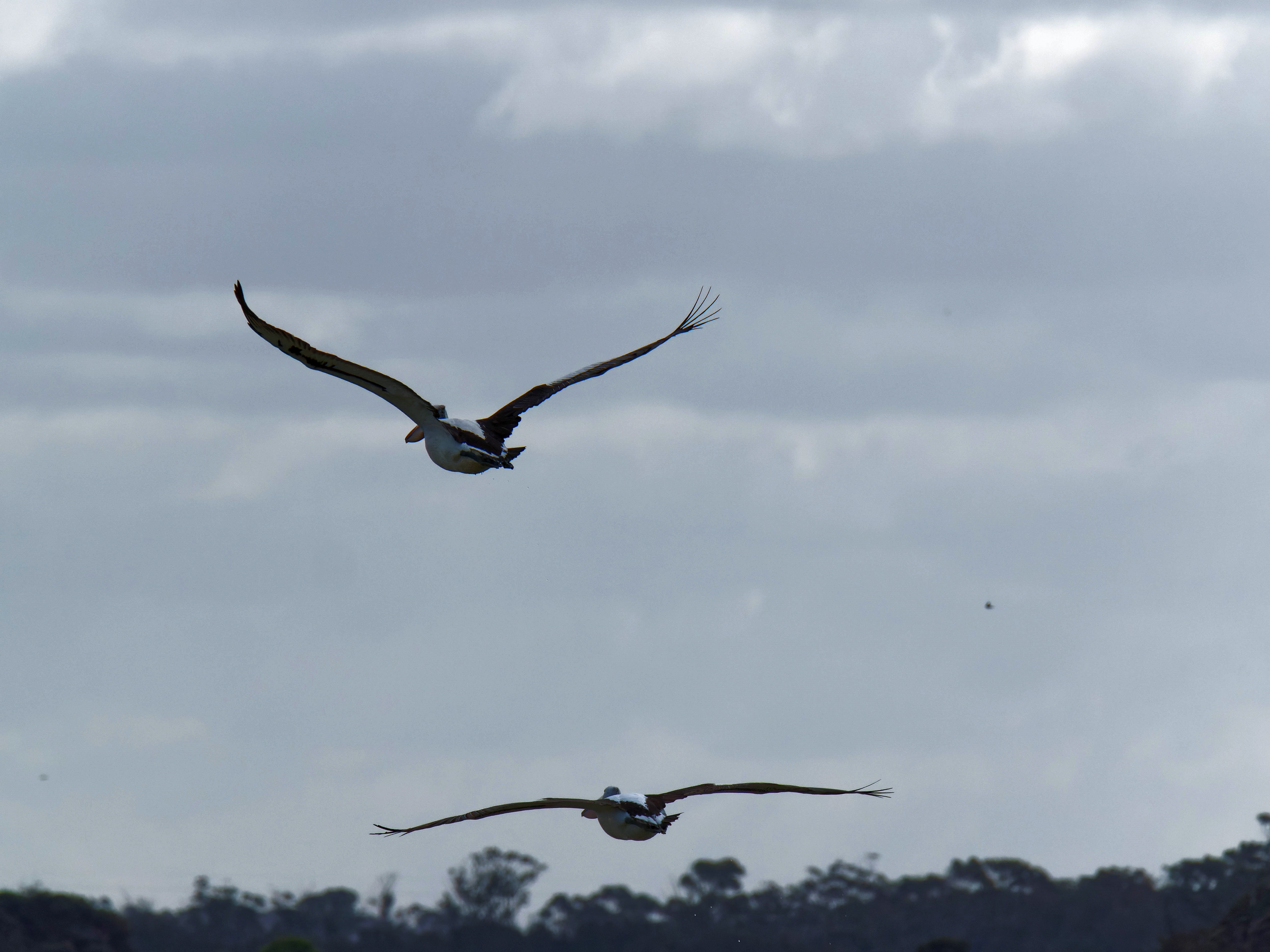 https://lemis.nyc3.digitaloceanspaces.com/grog/Photos/20250917/big/Birding-124.jpeg