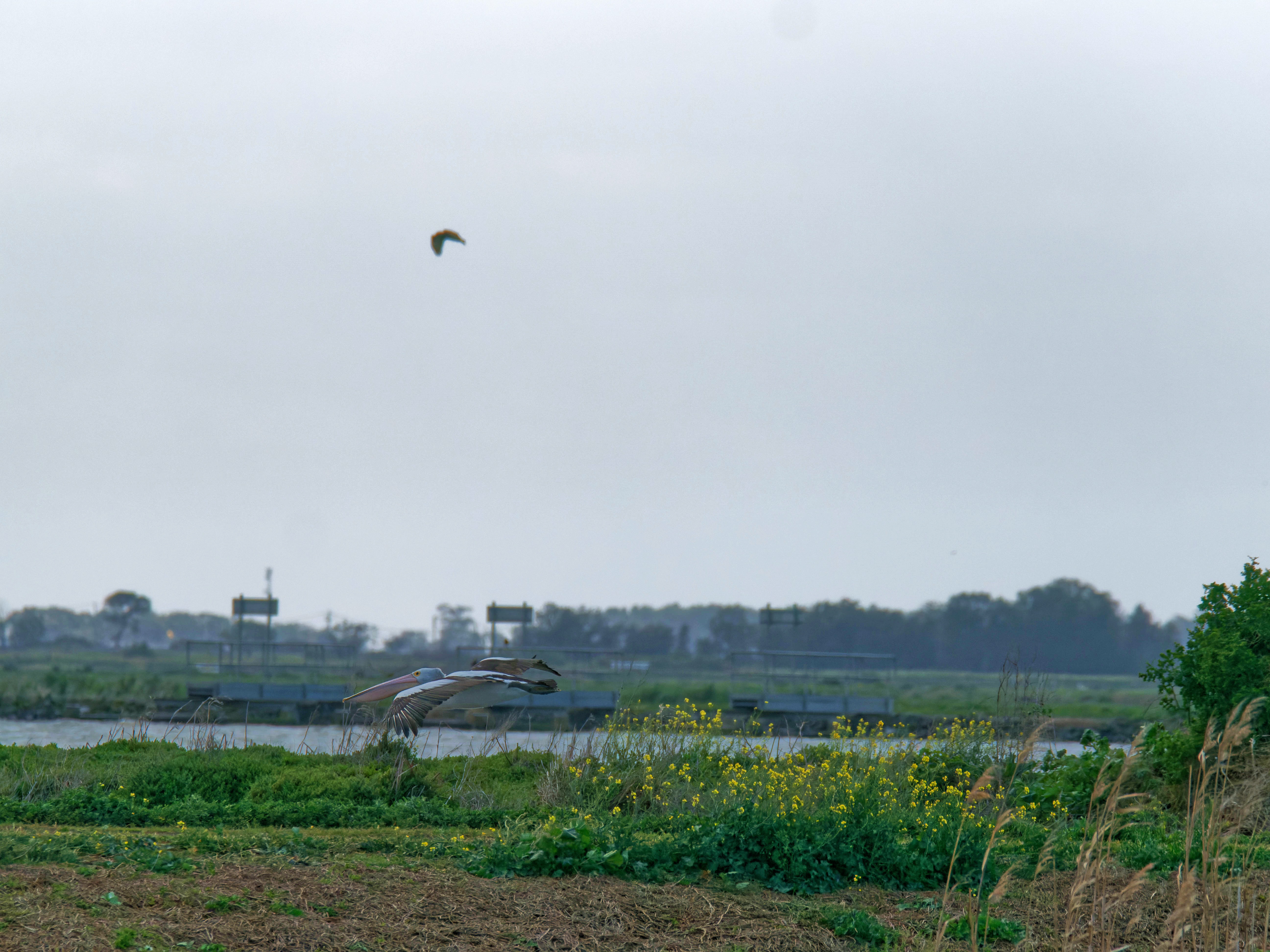 https://lemis.nyc3.digitaloceanspaces.com/grog/Photos/20250917/big/Birding-125.jpeg