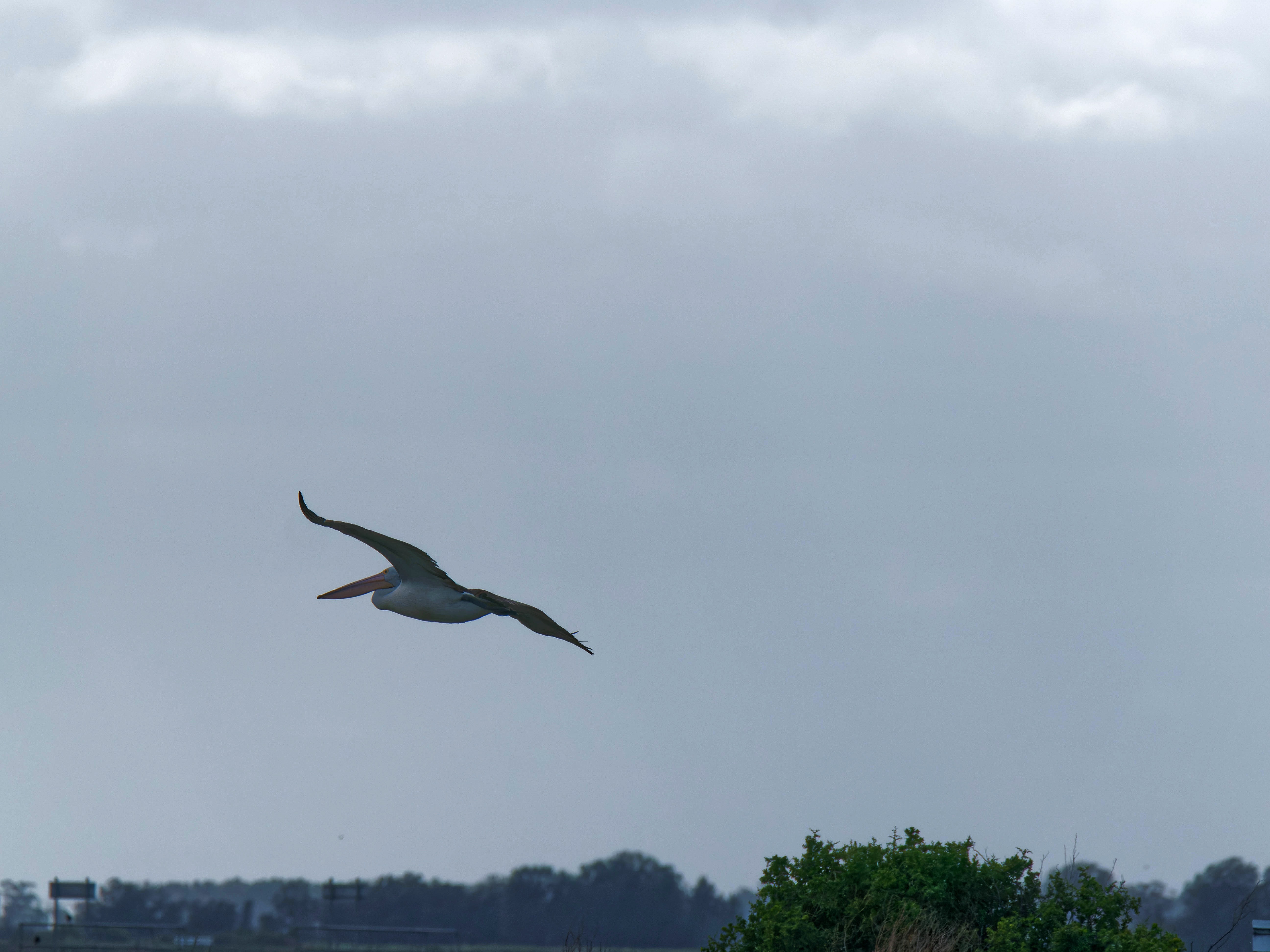 https://lemis.nyc3.digitaloceanspaces.com/grog/Photos/20250917/big/Birding-126.jpeg