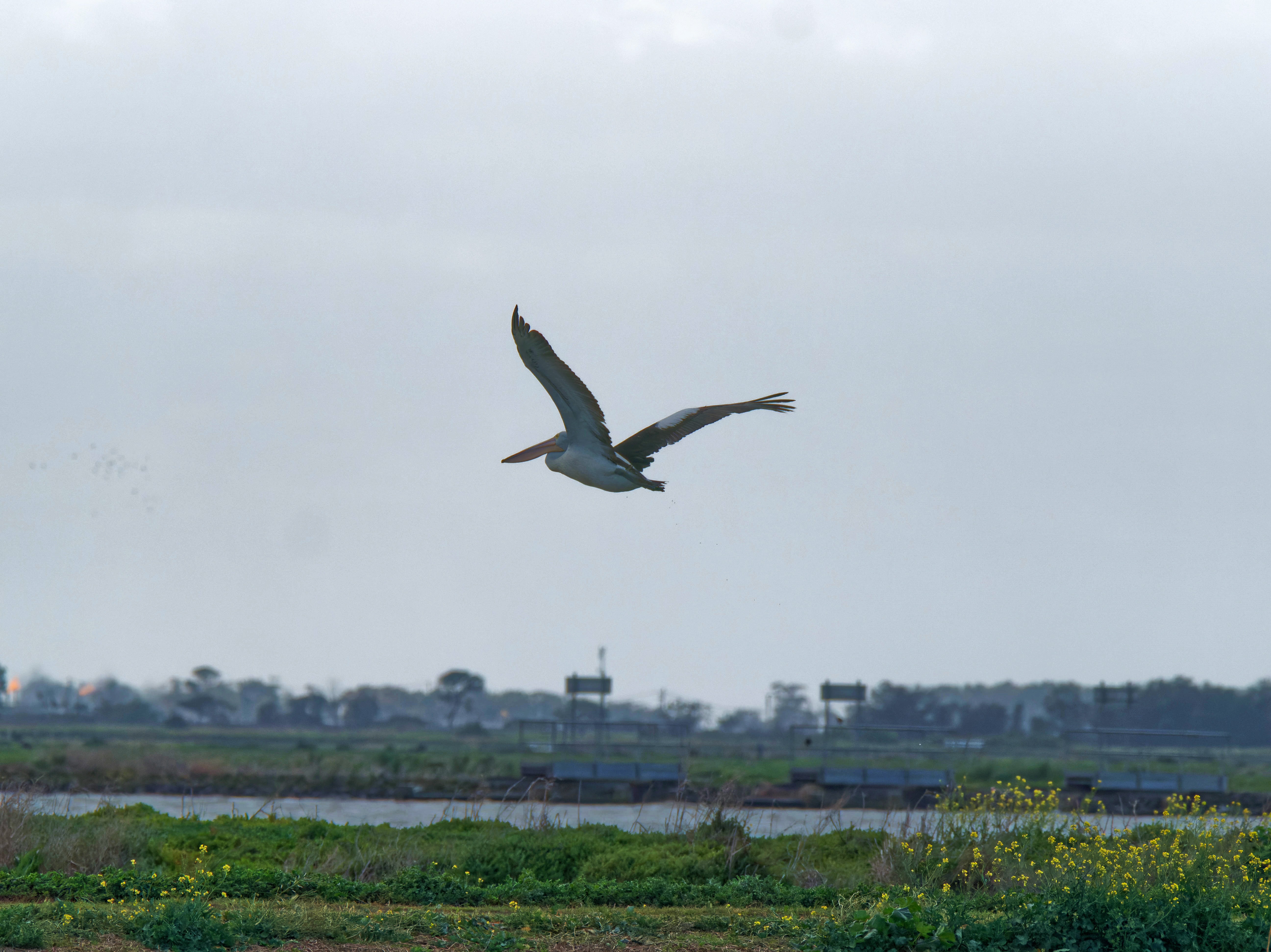 https://lemis.nyc3.digitaloceanspaces.com/grog/Photos/20250917/big/Birding-127.jpeg