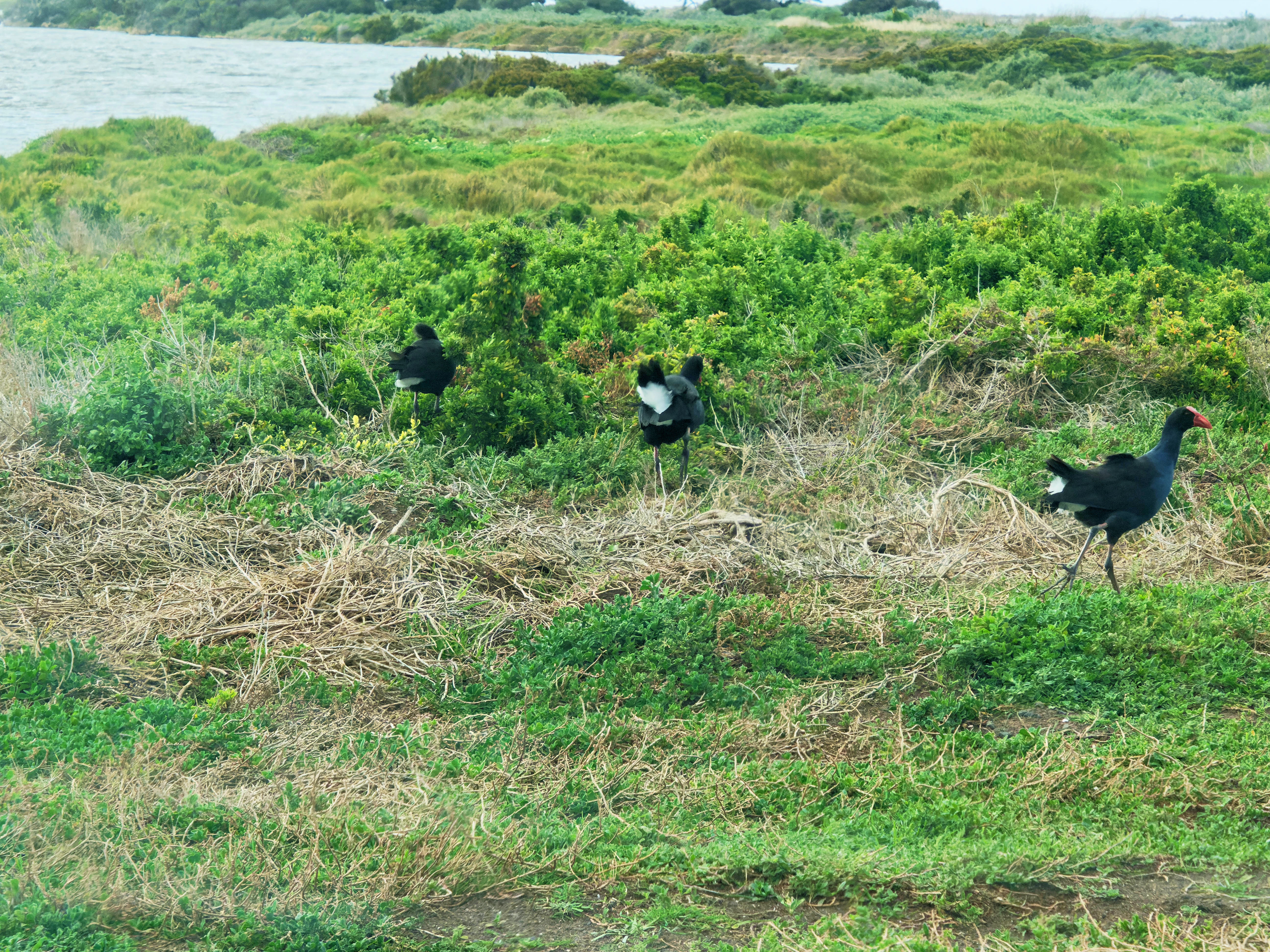 https://lemis.nyc3.digitaloceanspaces.com/grog/Photos/20250917/big/Birding-129.jpeg
