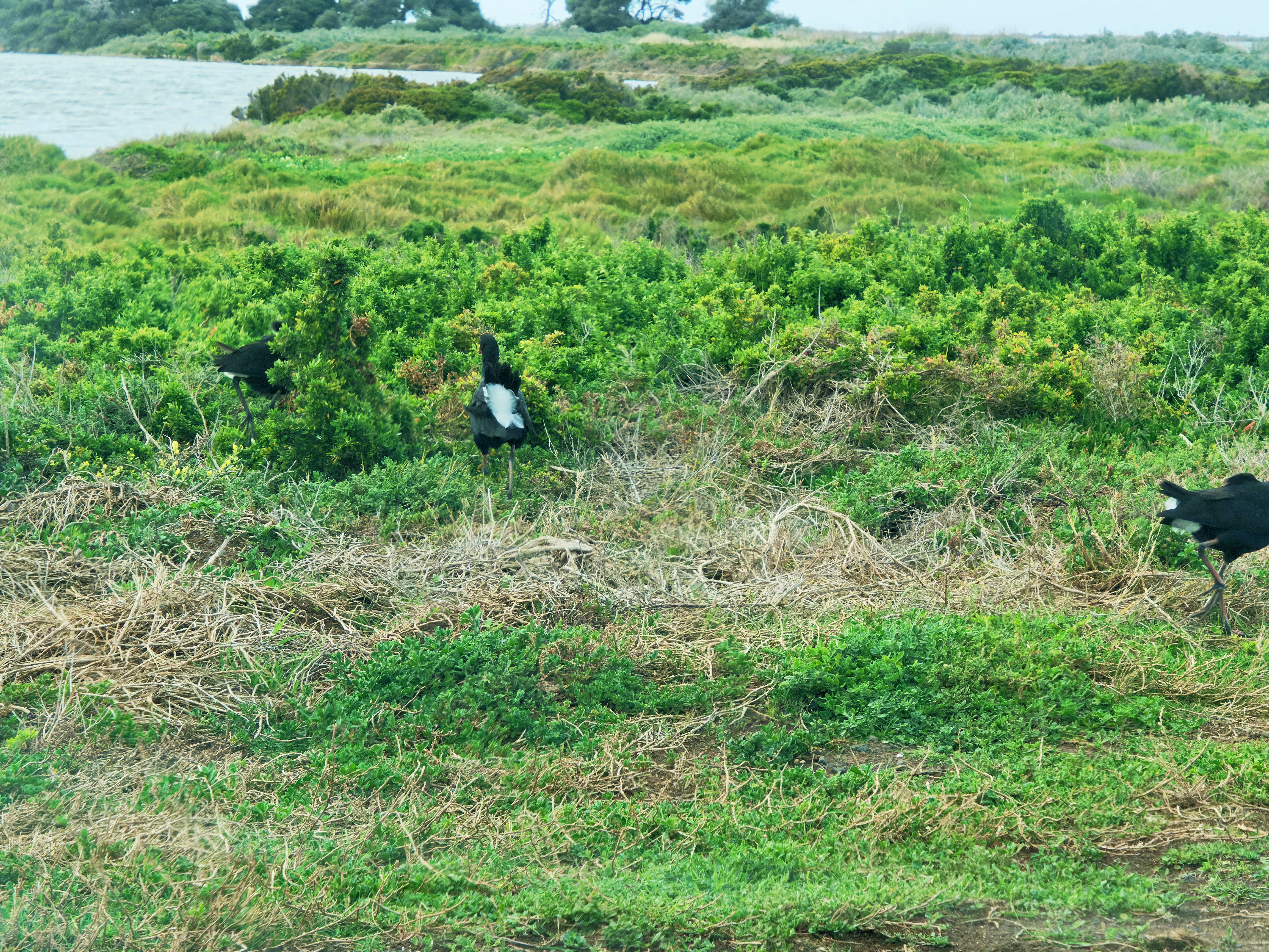 https://lemis.nyc3.digitaloceanspaces.com/grog/Photos/20250917/big/Birding-130.jpeg