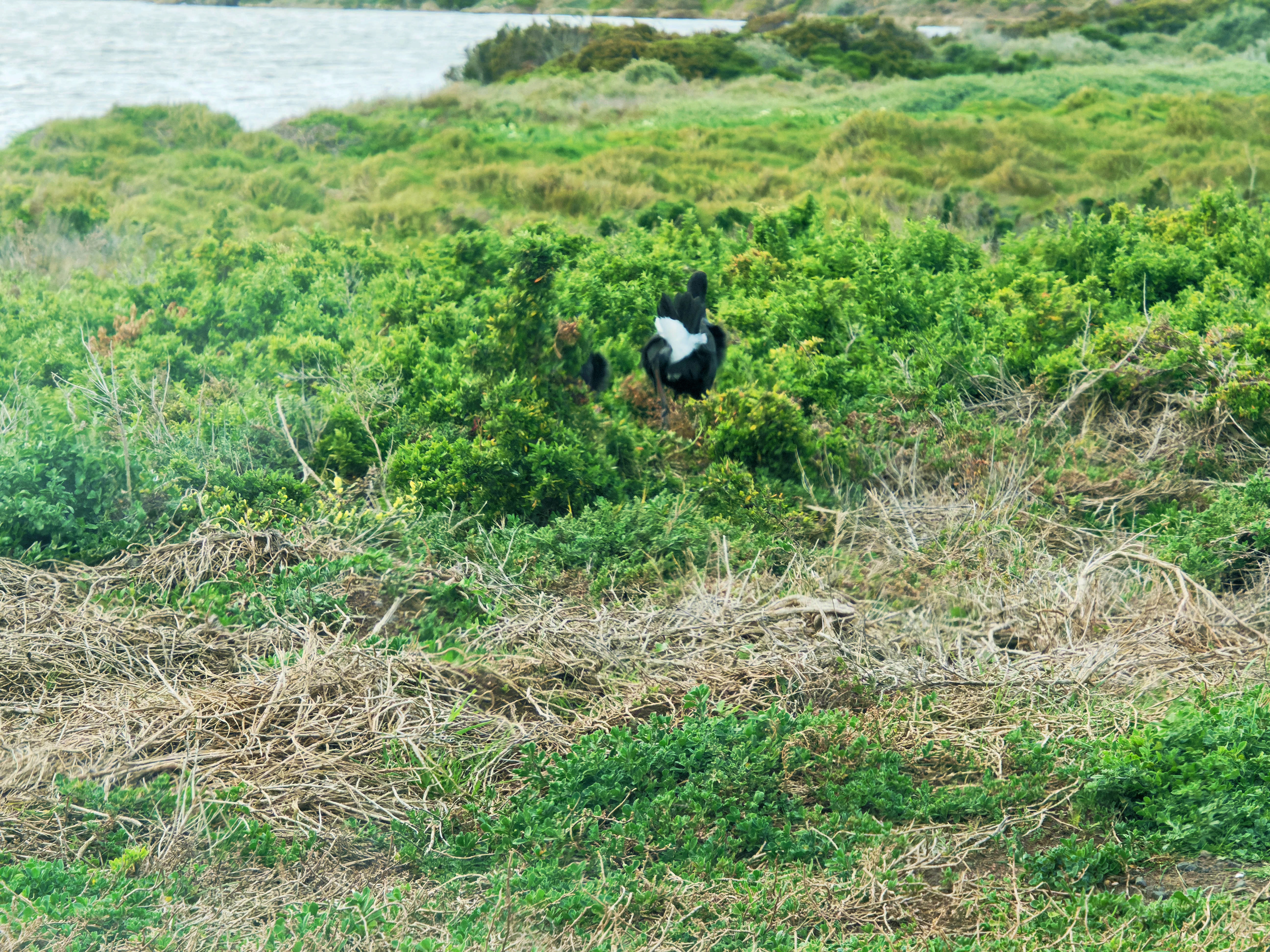 https://lemis.nyc3.digitaloceanspaces.com/grog/Photos/20250917/big/Birding-131.jpeg