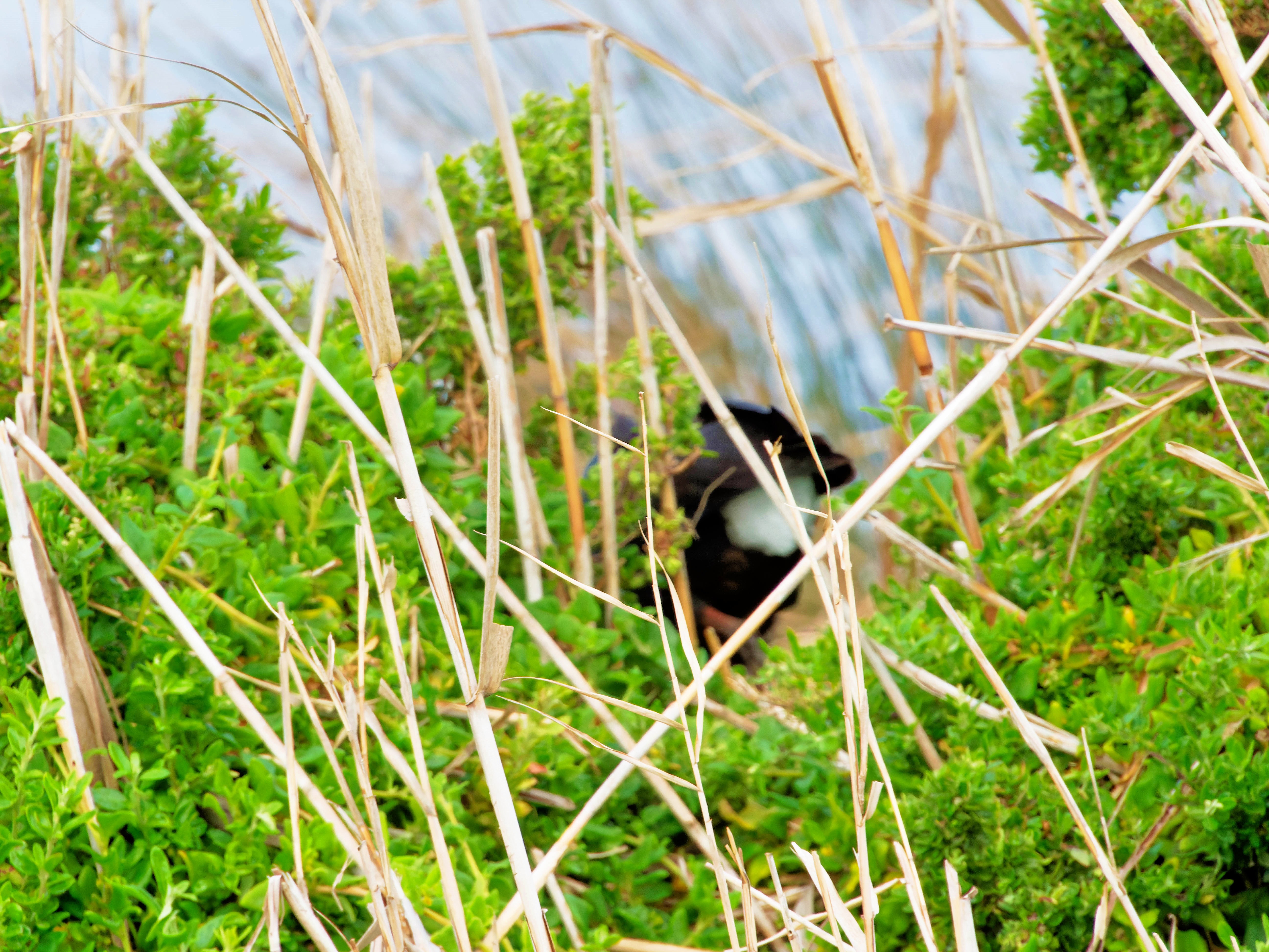 https://lemis.nyc3.digitaloceanspaces.com/grog/Photos/20250917/big/Birding-134.jpeg