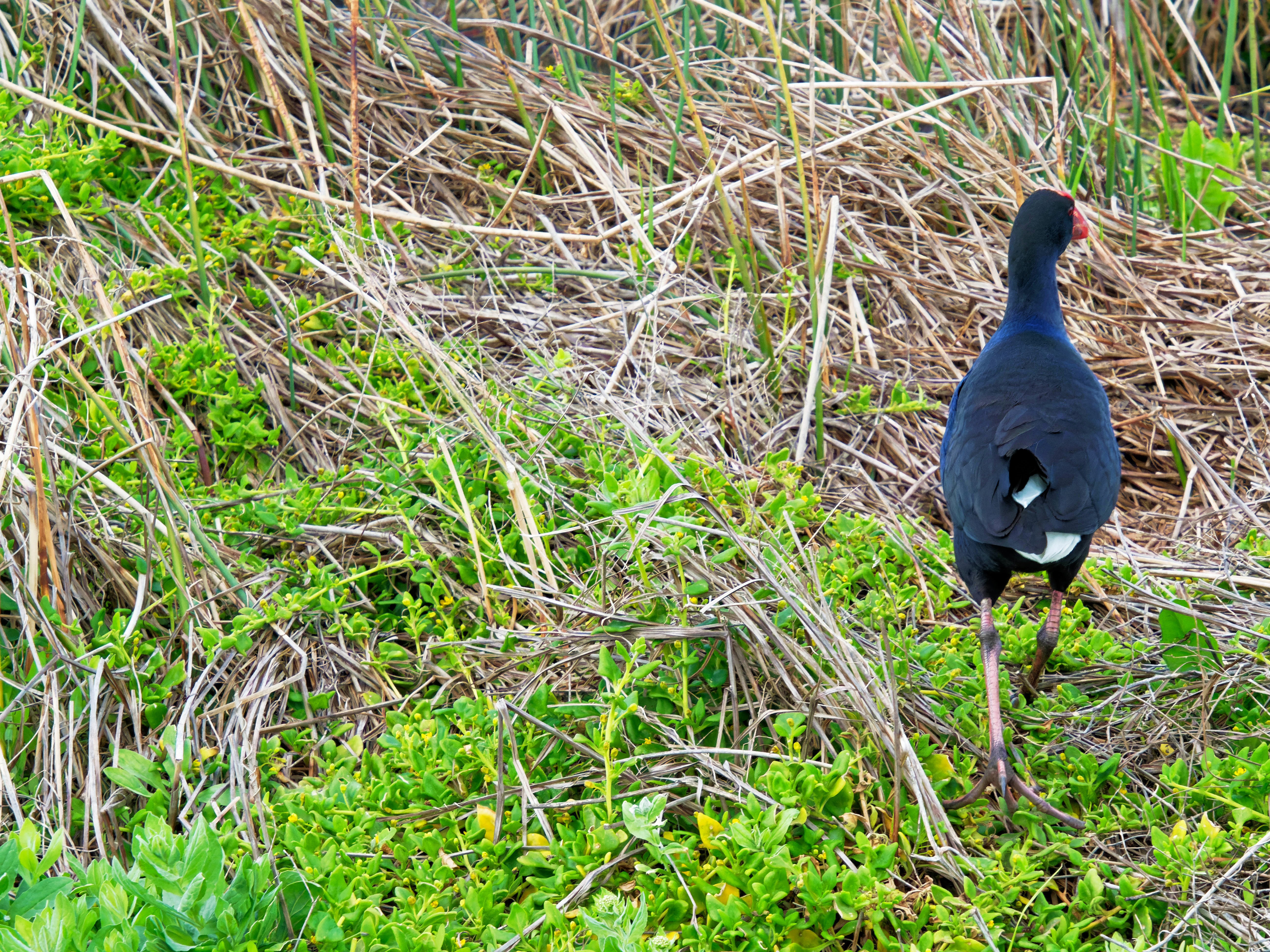 https://lemis.nyc3.digitaloceanspaces.com/grog/Photos/20250917/big/Birding-135.jpeg