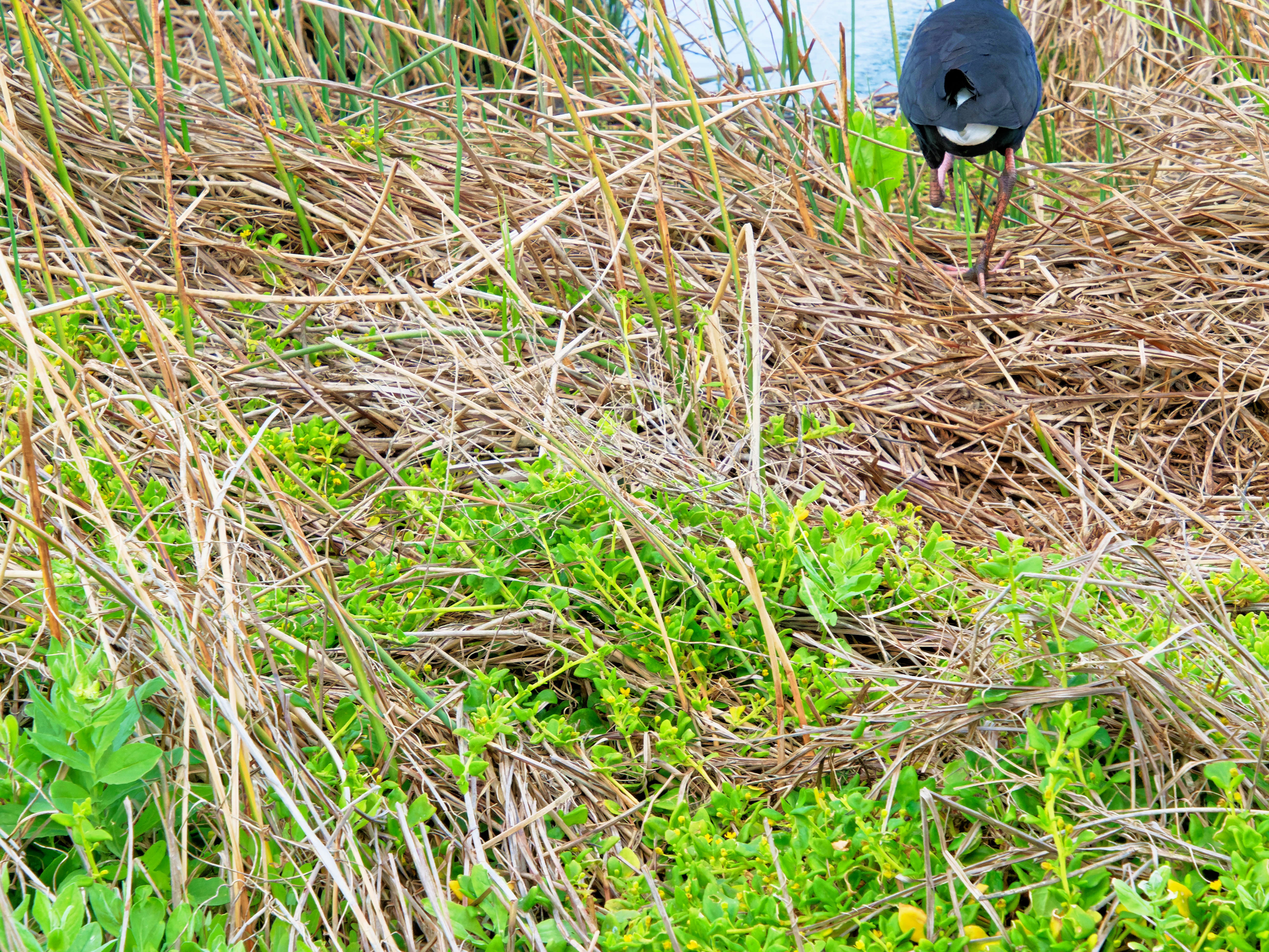https://lemis.nyc3.digitaloceanspaces.com/grog/Photos/20250917/big/Birding-137.jpeg