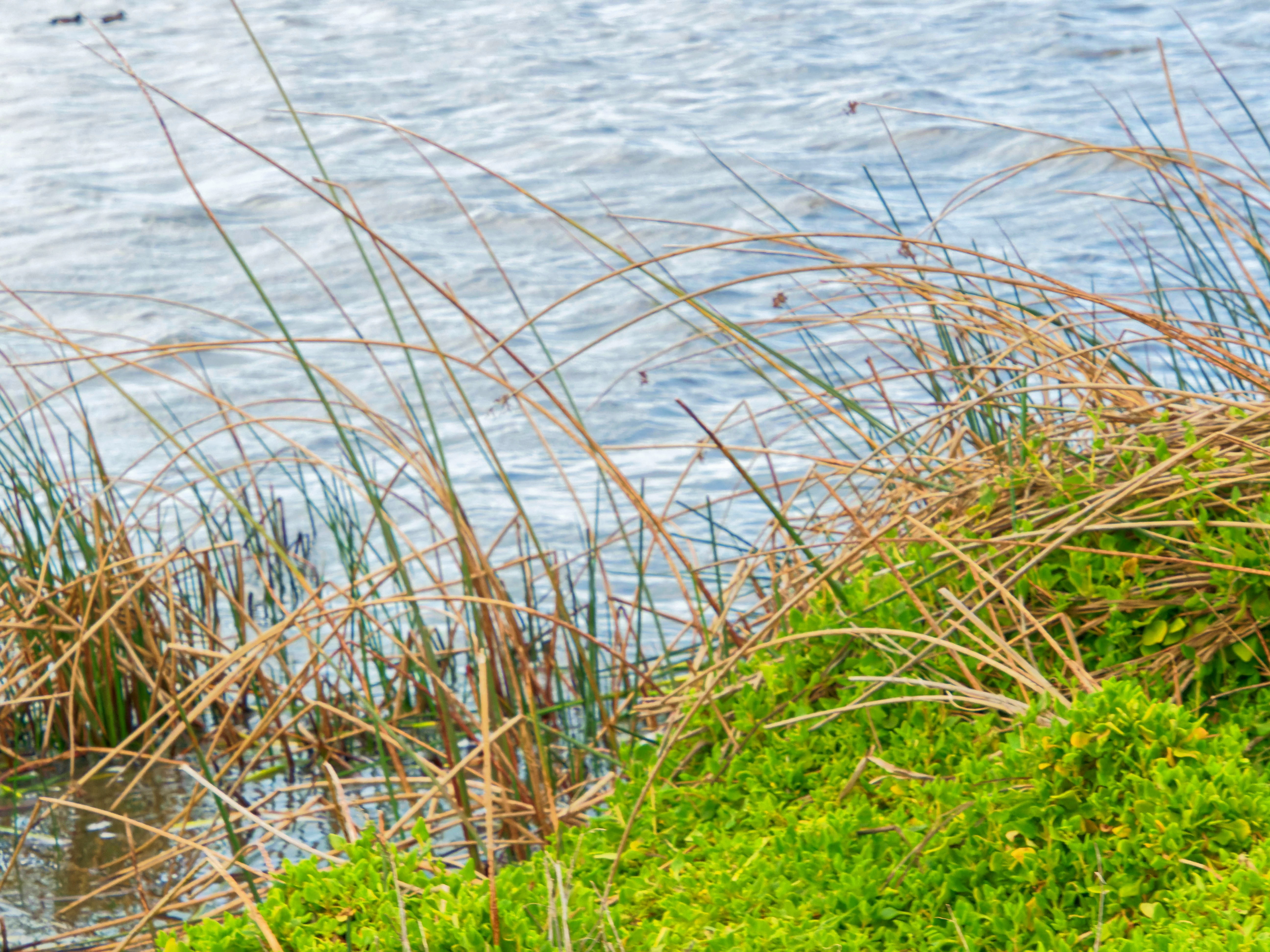 https://lemis.nyc3.digitaloceanspaces.com/grog/Photos/20250917/big/Birding-138.jpeg