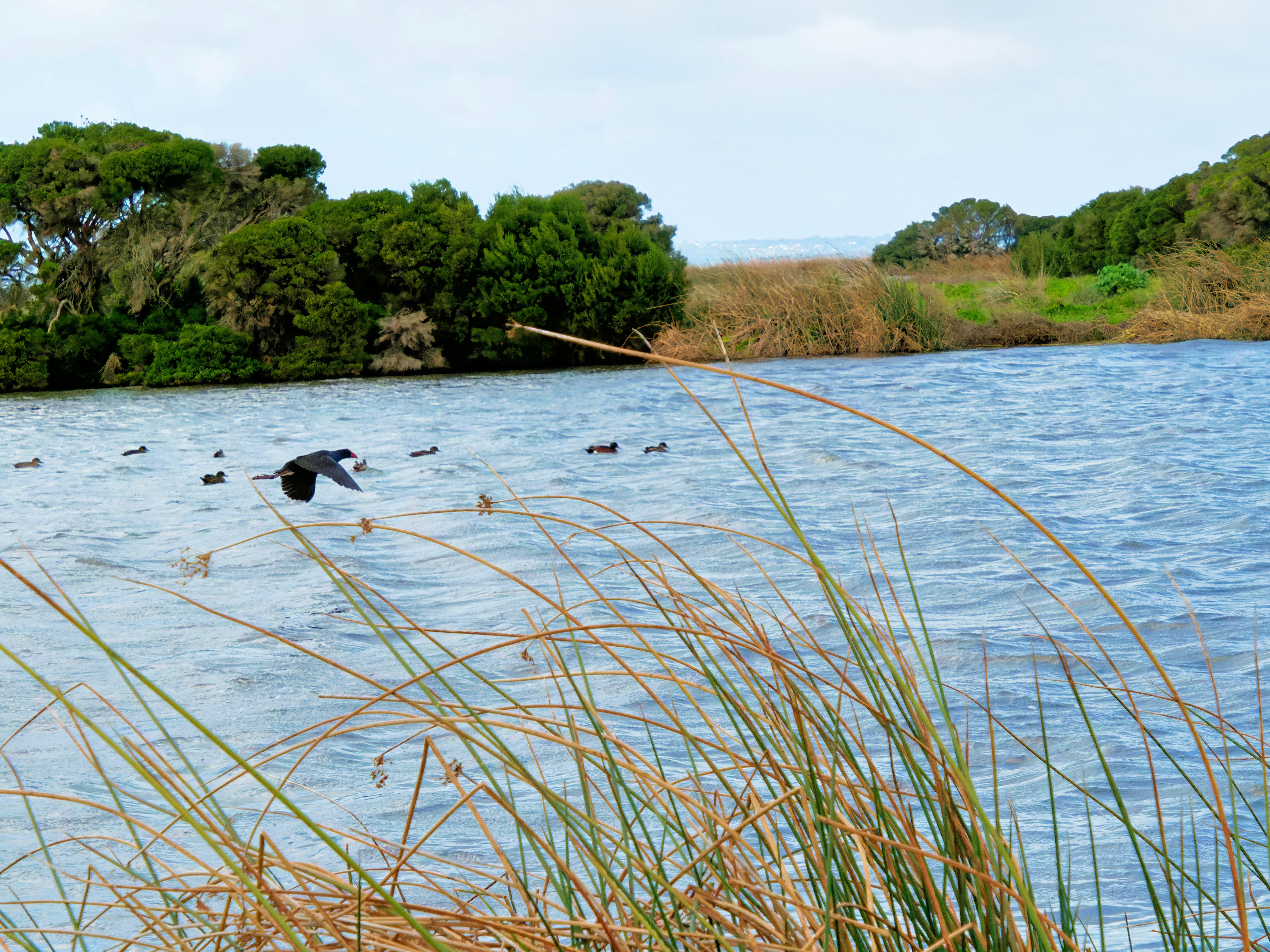 https://lemis.nyc3.digitaloceanspaces.com/grog/Photos/20250917/big/Birding-139.jpeg