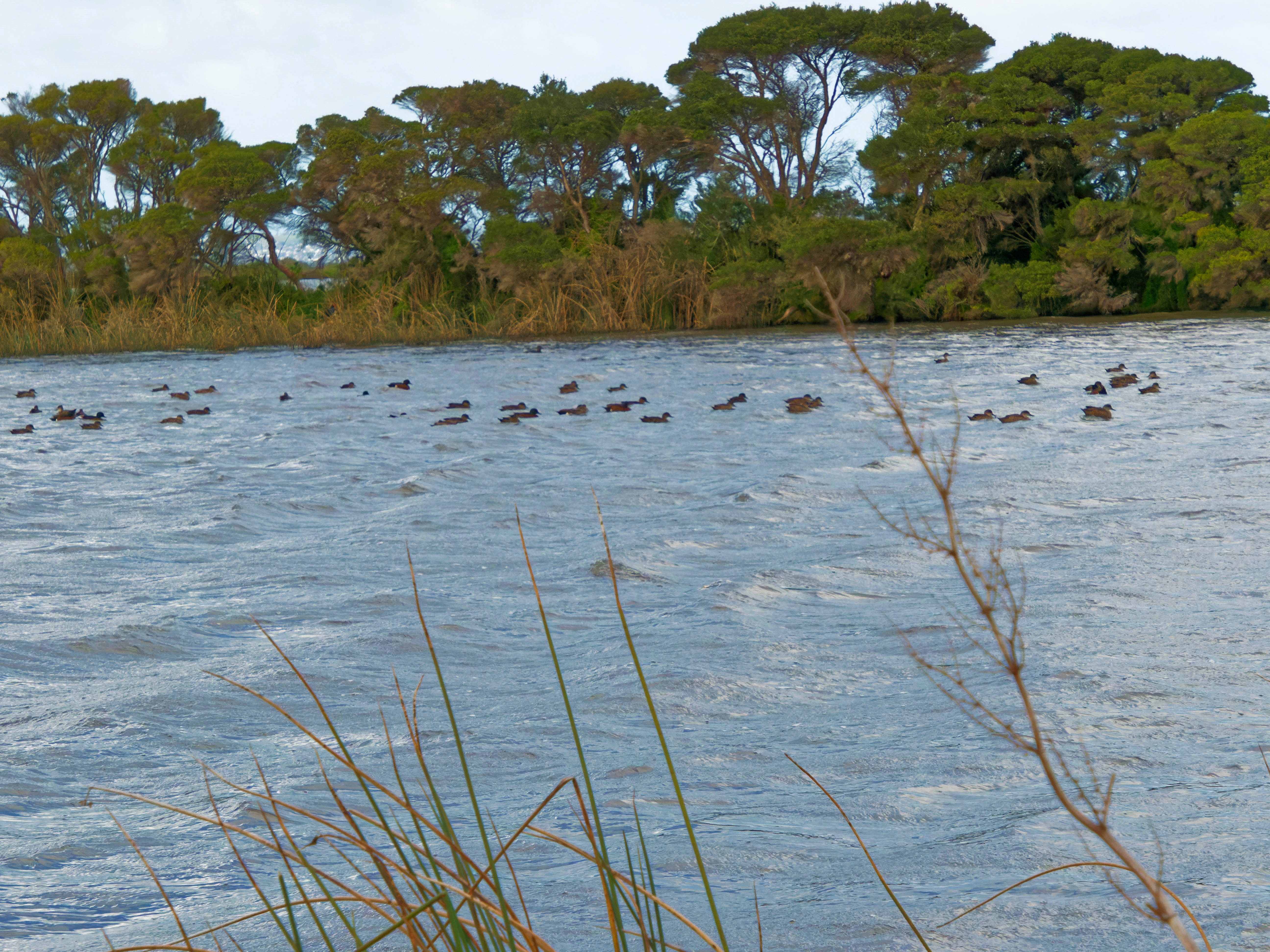 https://lemis.nyc3.digitaloceanspaces.com/grog/Photos/20250917/big/Birding-140.jpeg