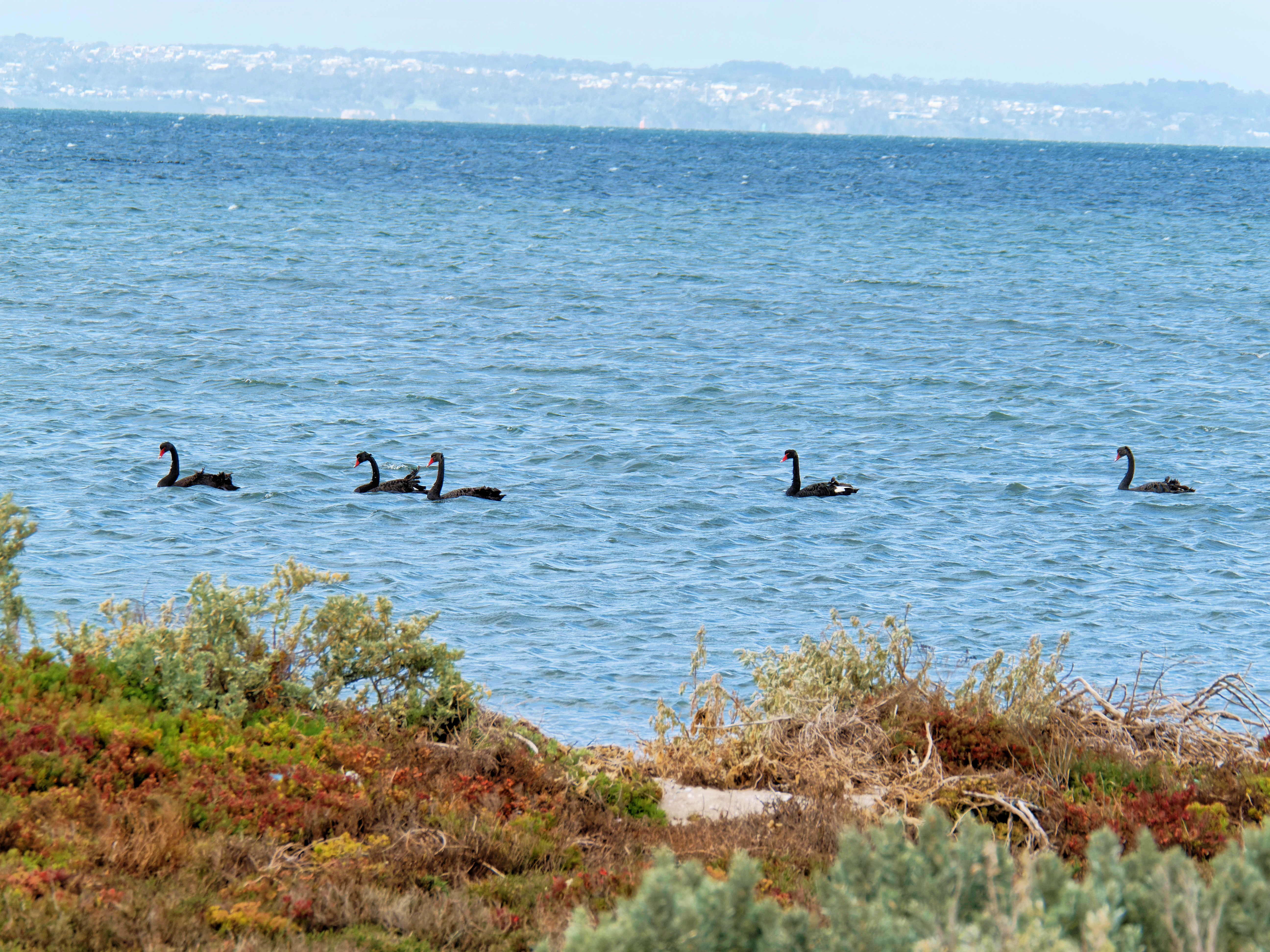 https://lemis.nyc3.digitaloceanspaces.com/grog/Photos/20250917/big/Birding-141.jpeg