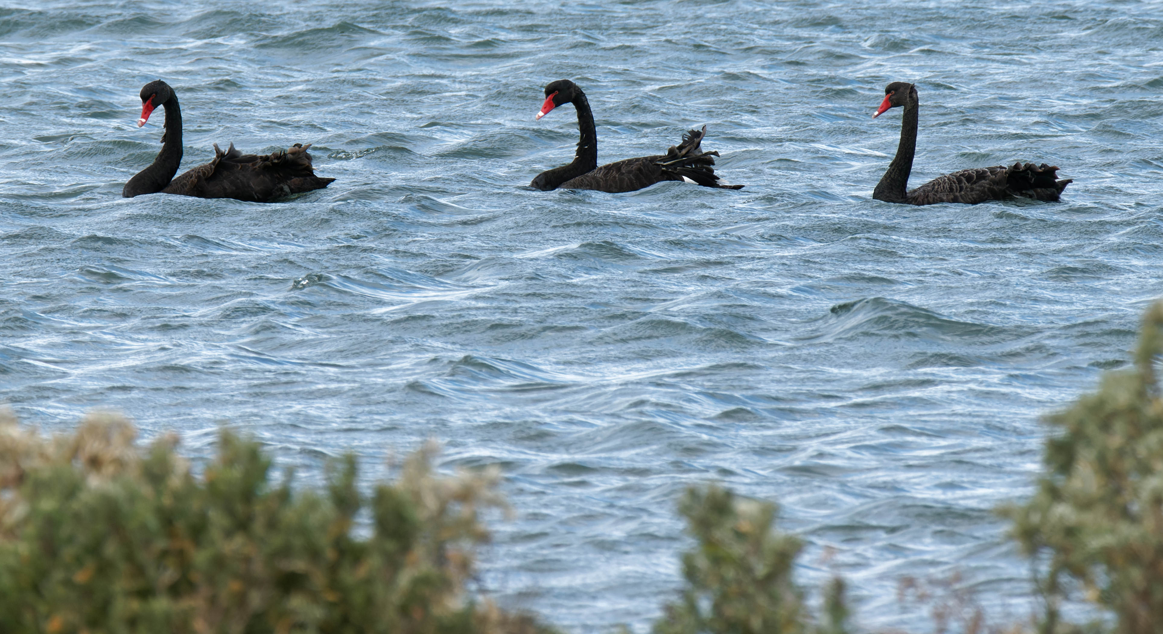 https://lemis.nyc3.digitaloceanspaces.com/grog/Photos/20250917/big/Birding-142-detail.jpeg