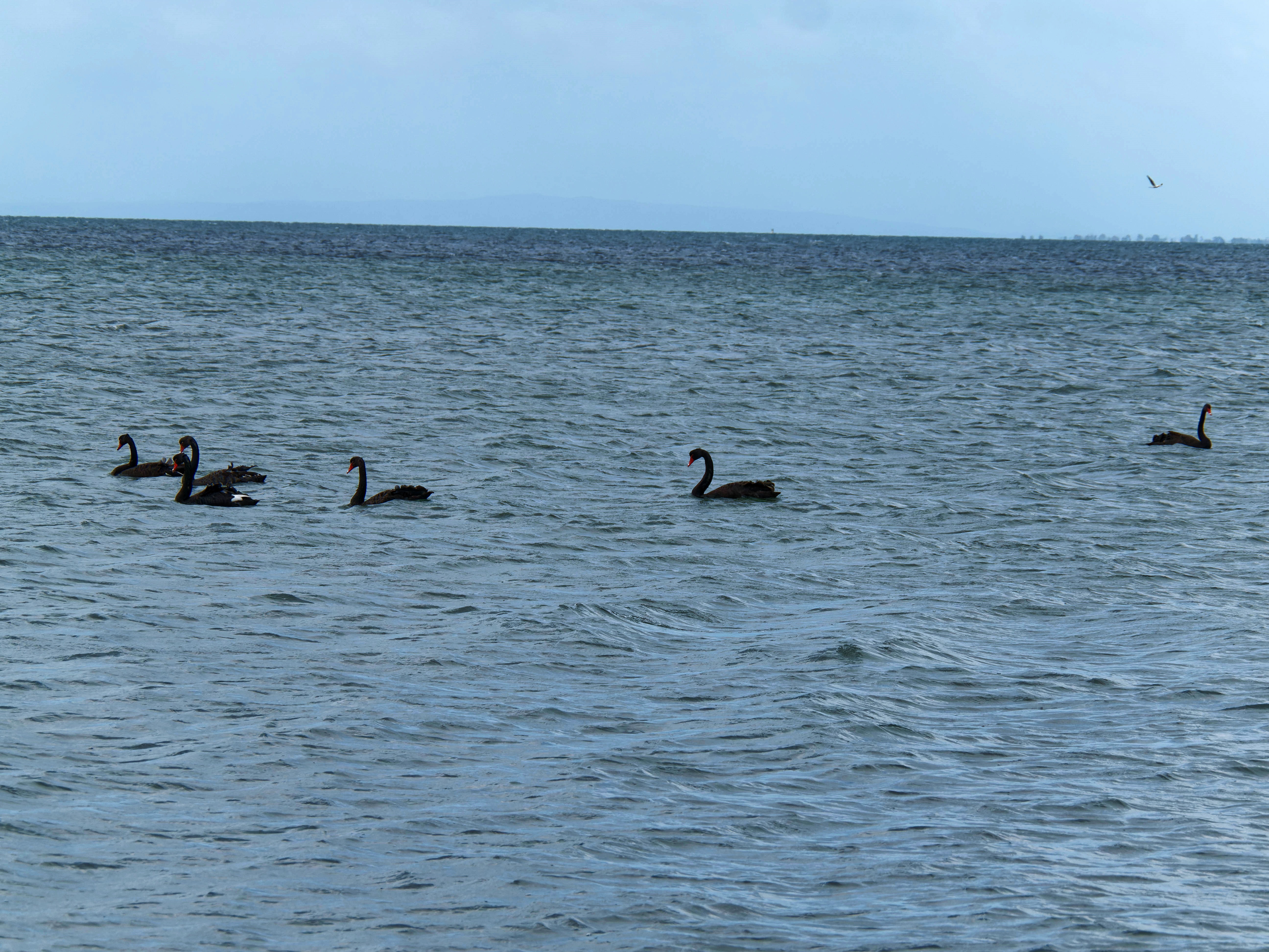 https://lemis.nyc3.digitaloceanspaces.com/grog/Photos/20250917/big/Birding-143.jpeg