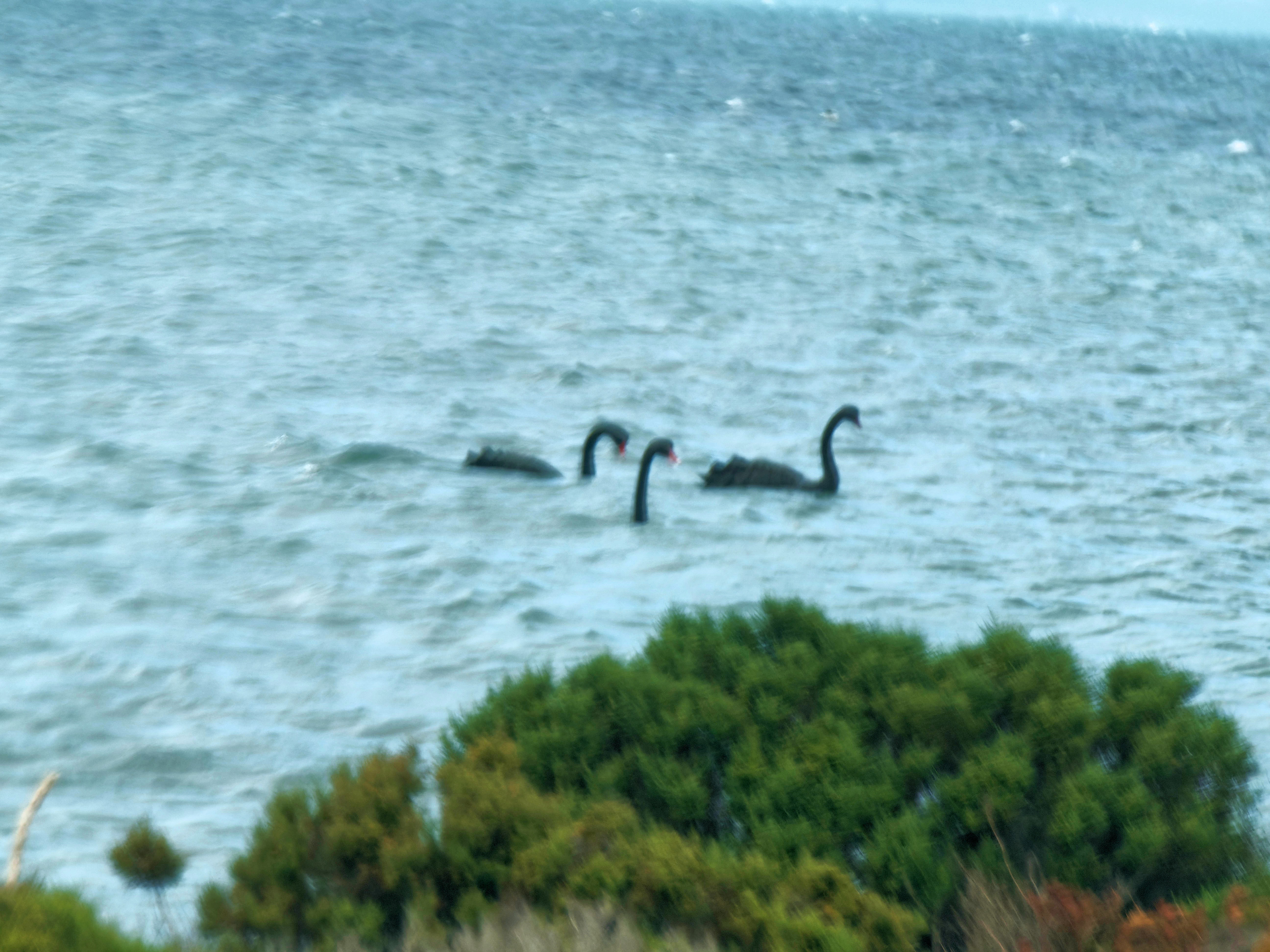 https://lemis.nyc3.digitaloceanspaces.com/grog/Photos/20250917/big/Birding-145.jpeg
