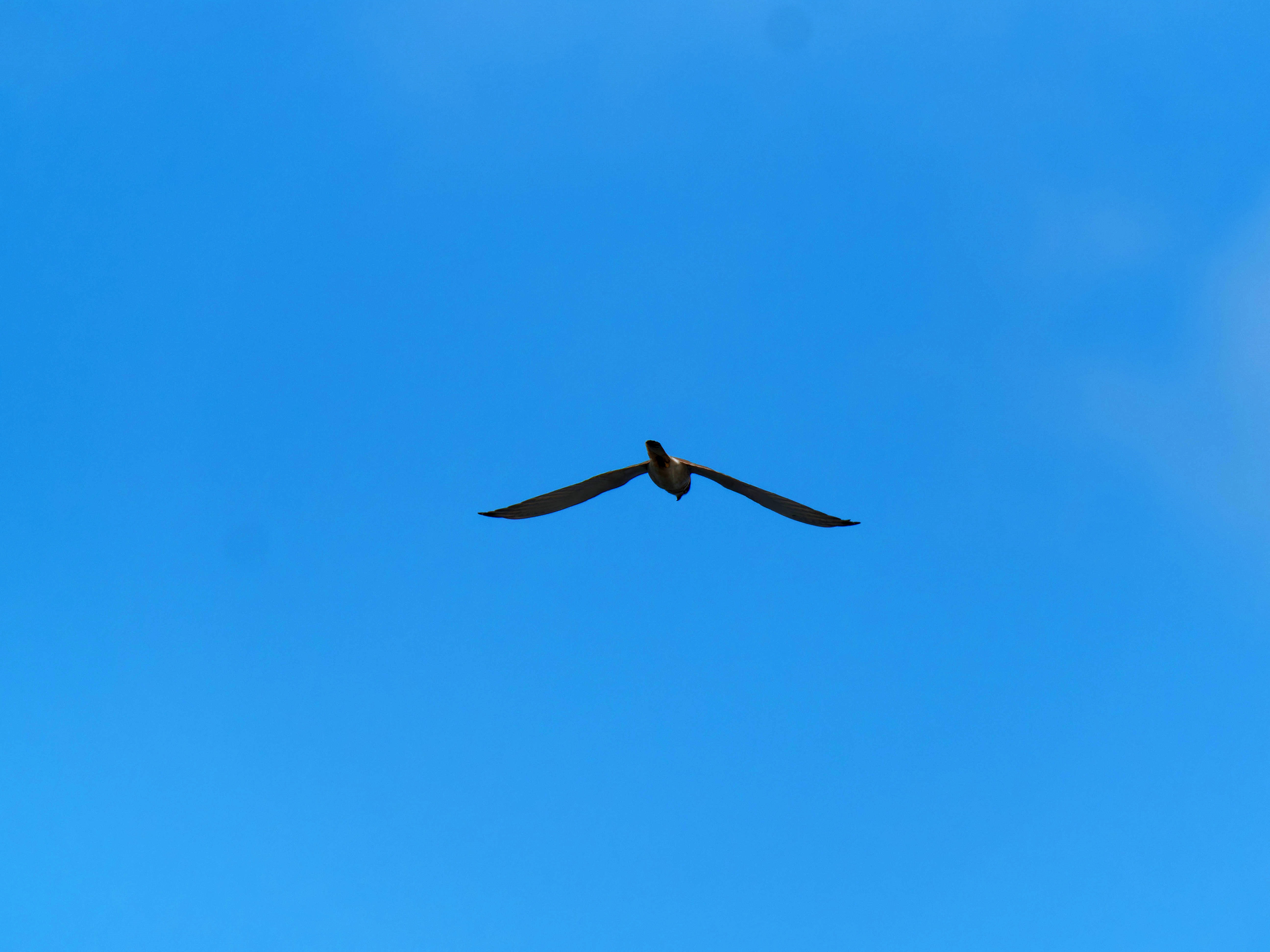 https://lemis.nyc3.digitaloceanspaces.com/grog/Photos/20250917/big/Birding-147.jpeg