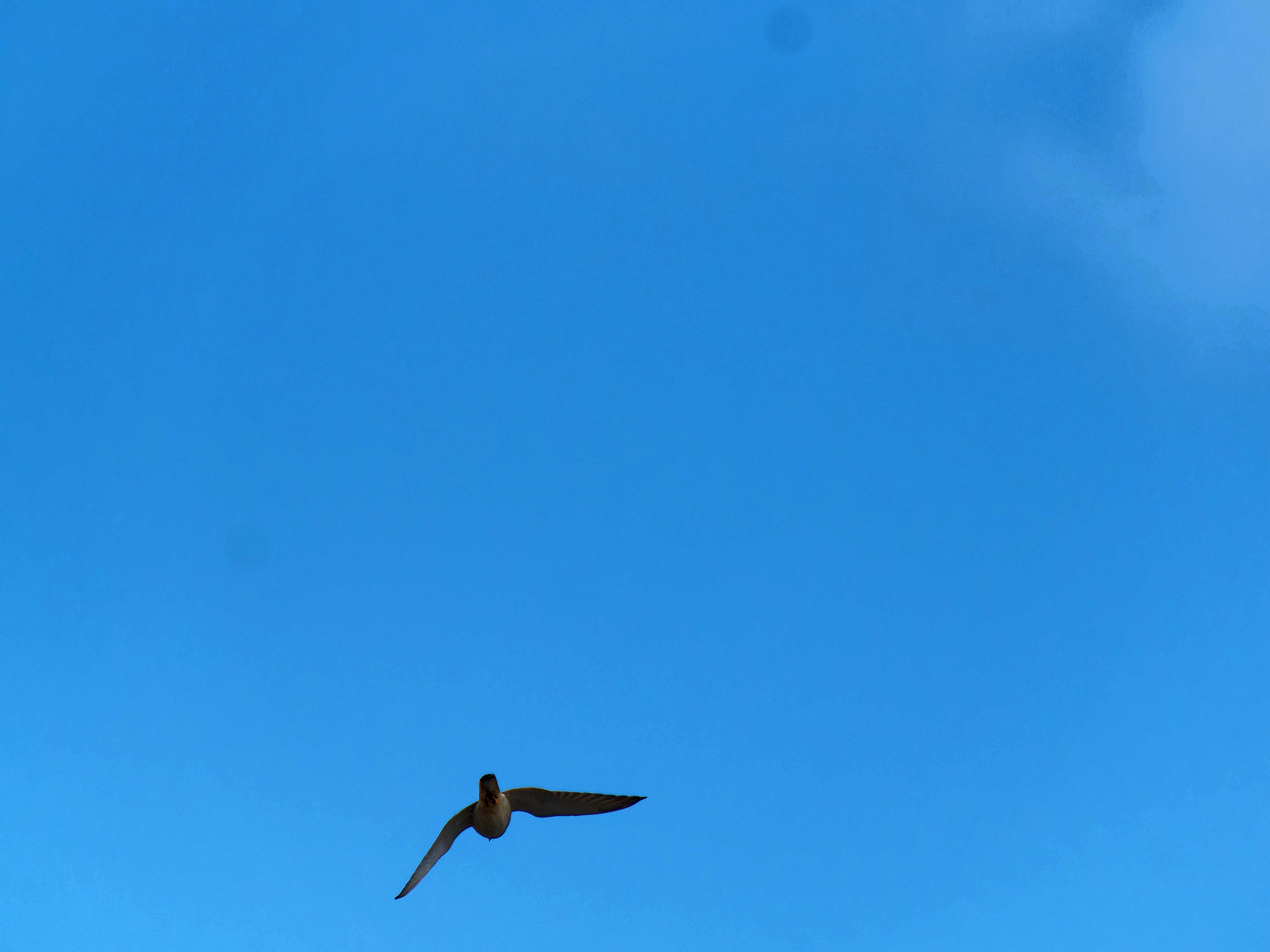 https://lemis.nyc3.digitaloceanspaces.com/grog/Photos/20250917/big/Birding-148.jpeg