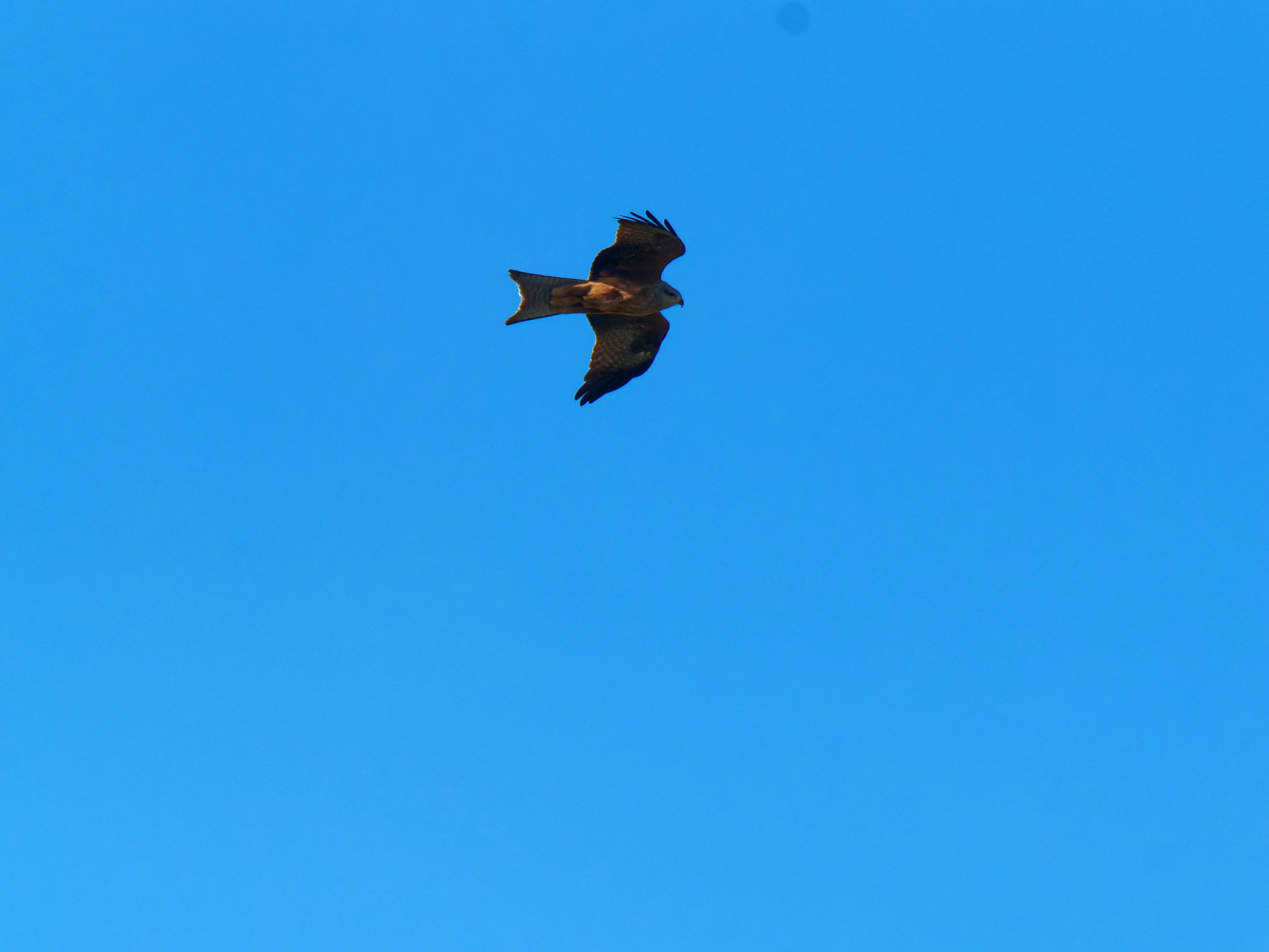 https://lemis.nyc3.digitaloceanspaces.com/grog/Photos/20250917/big/Birding-15.jpeg