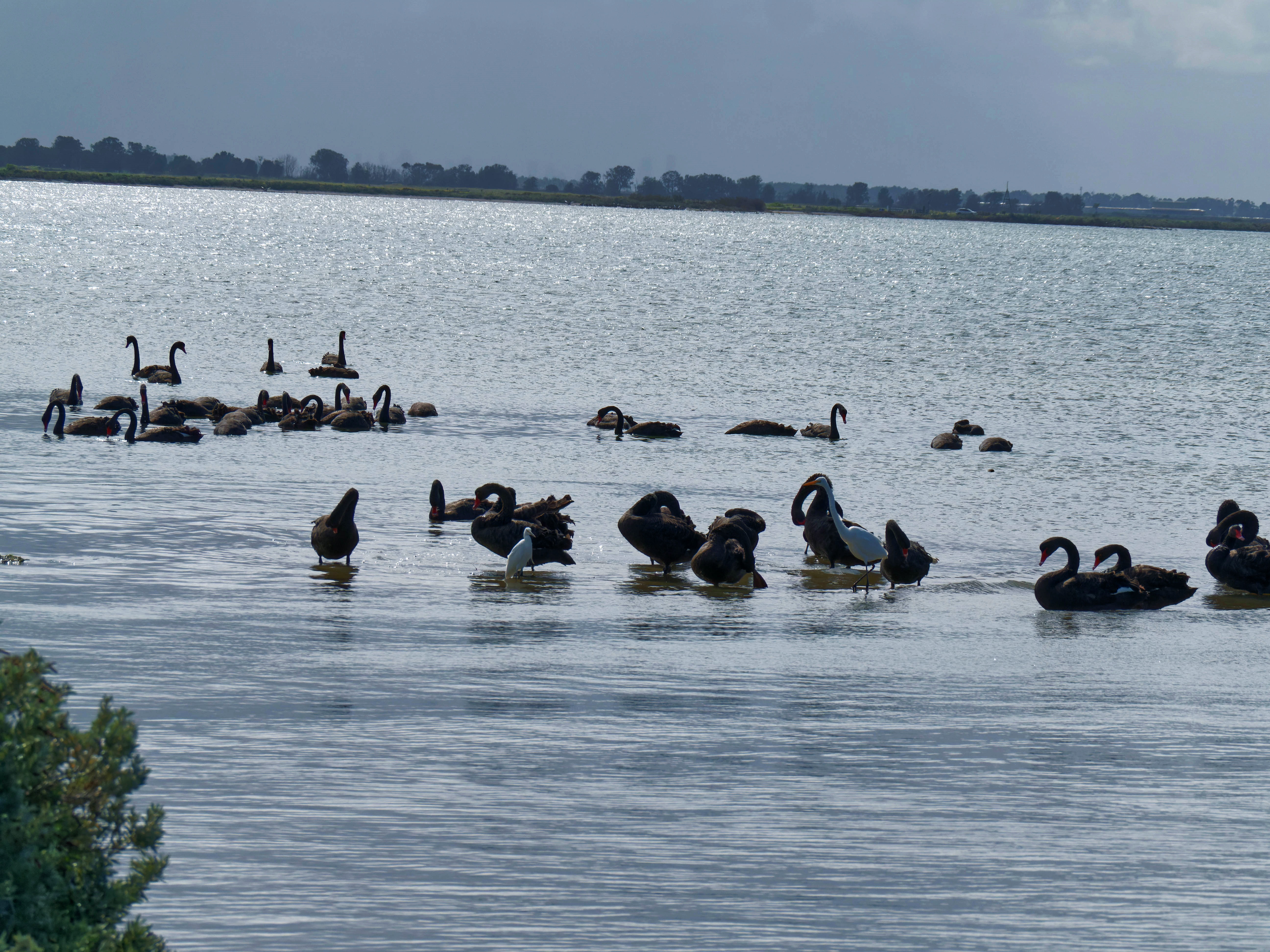 https://lemis.nyc3.digitaloceanspaces.com/grog/Photos/20250917/big/Birding-152.jpeg
