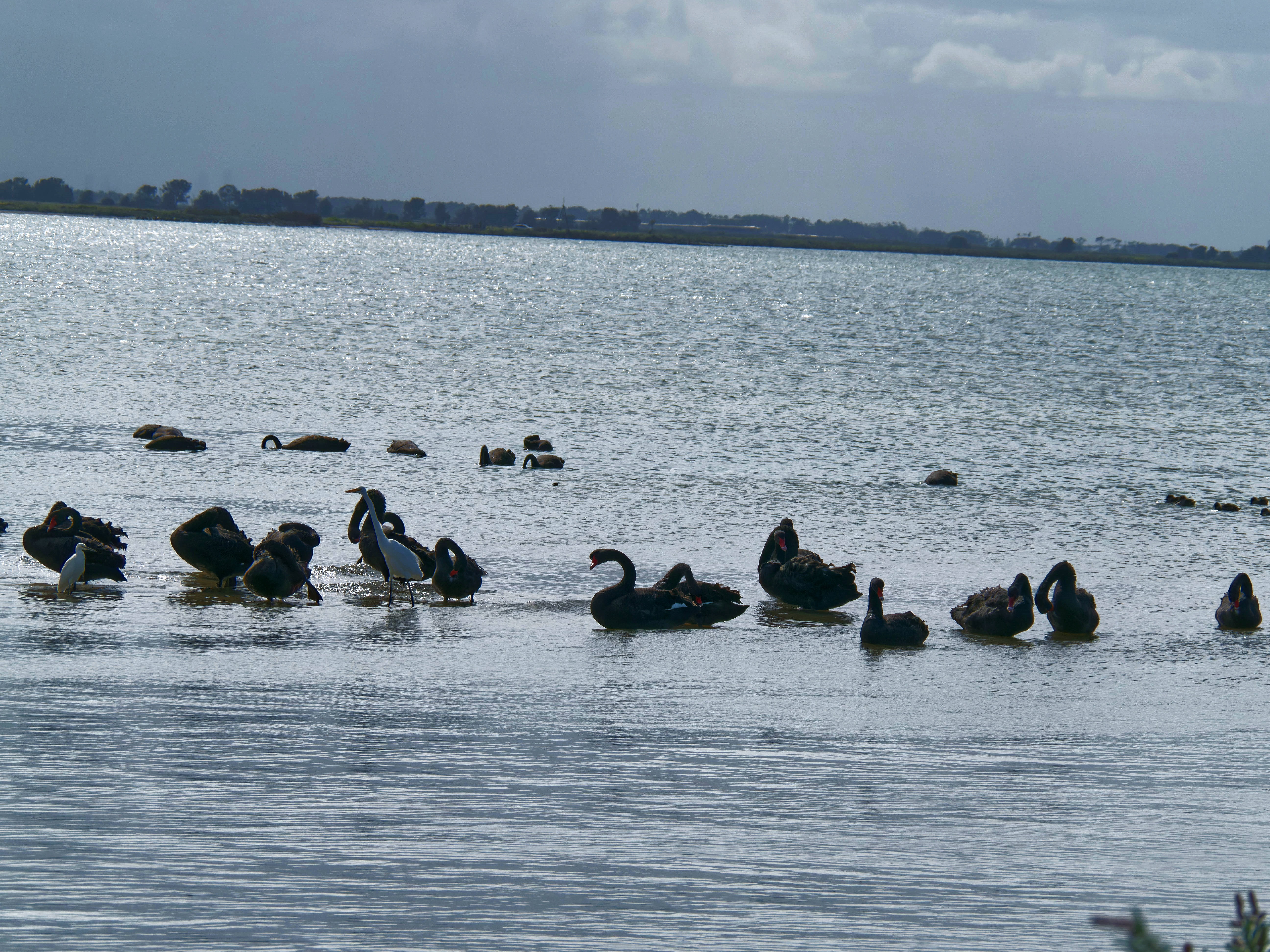 https://lemis.nyc3.digitaloceanspaces.com/grog/Photos/20250917/big/Birding-153.jpeg