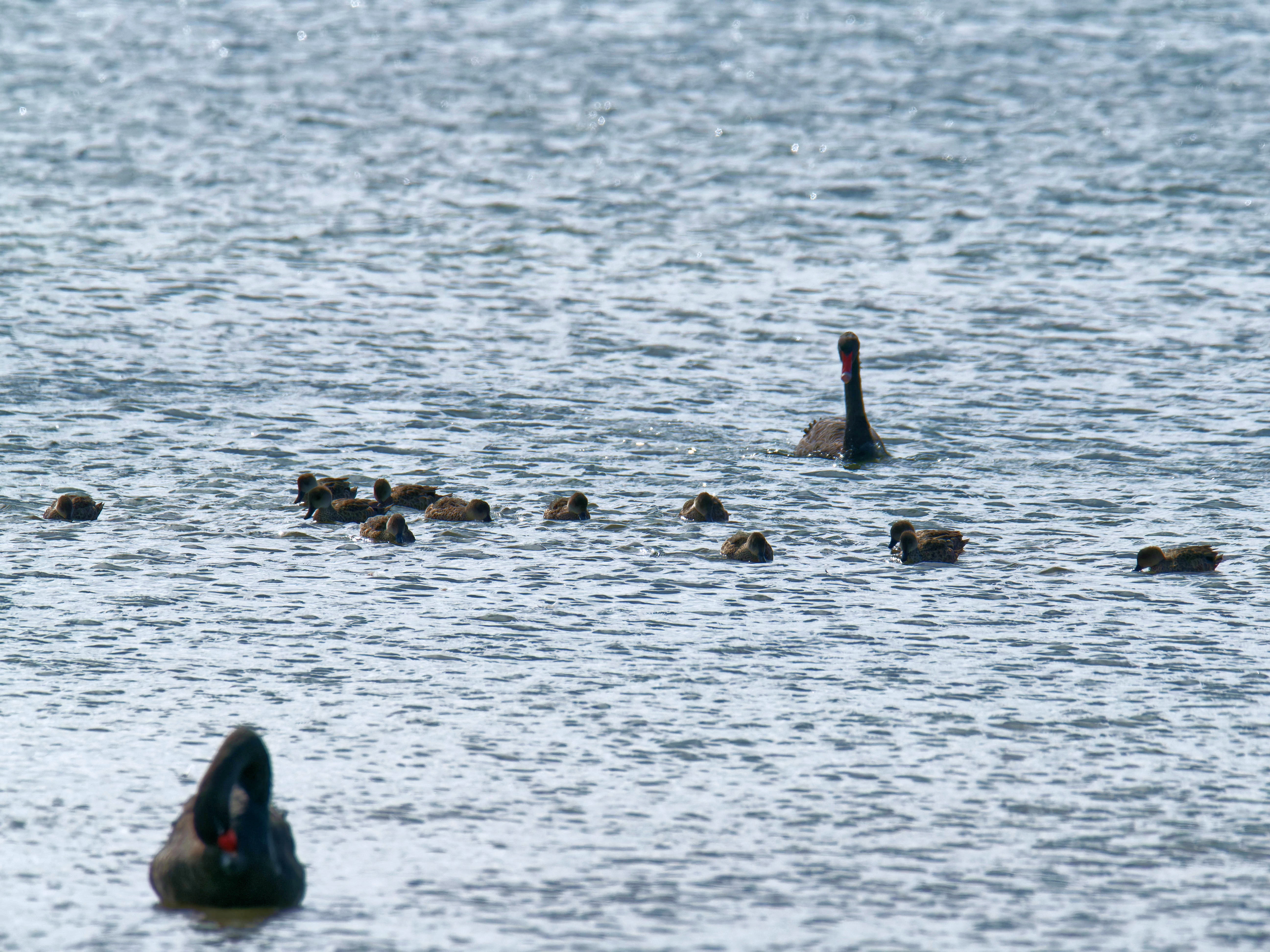 https://lemis.nyc3.digitaloceanspaces.com/grog/Photos/20250917/big/Birding-154.jpeg