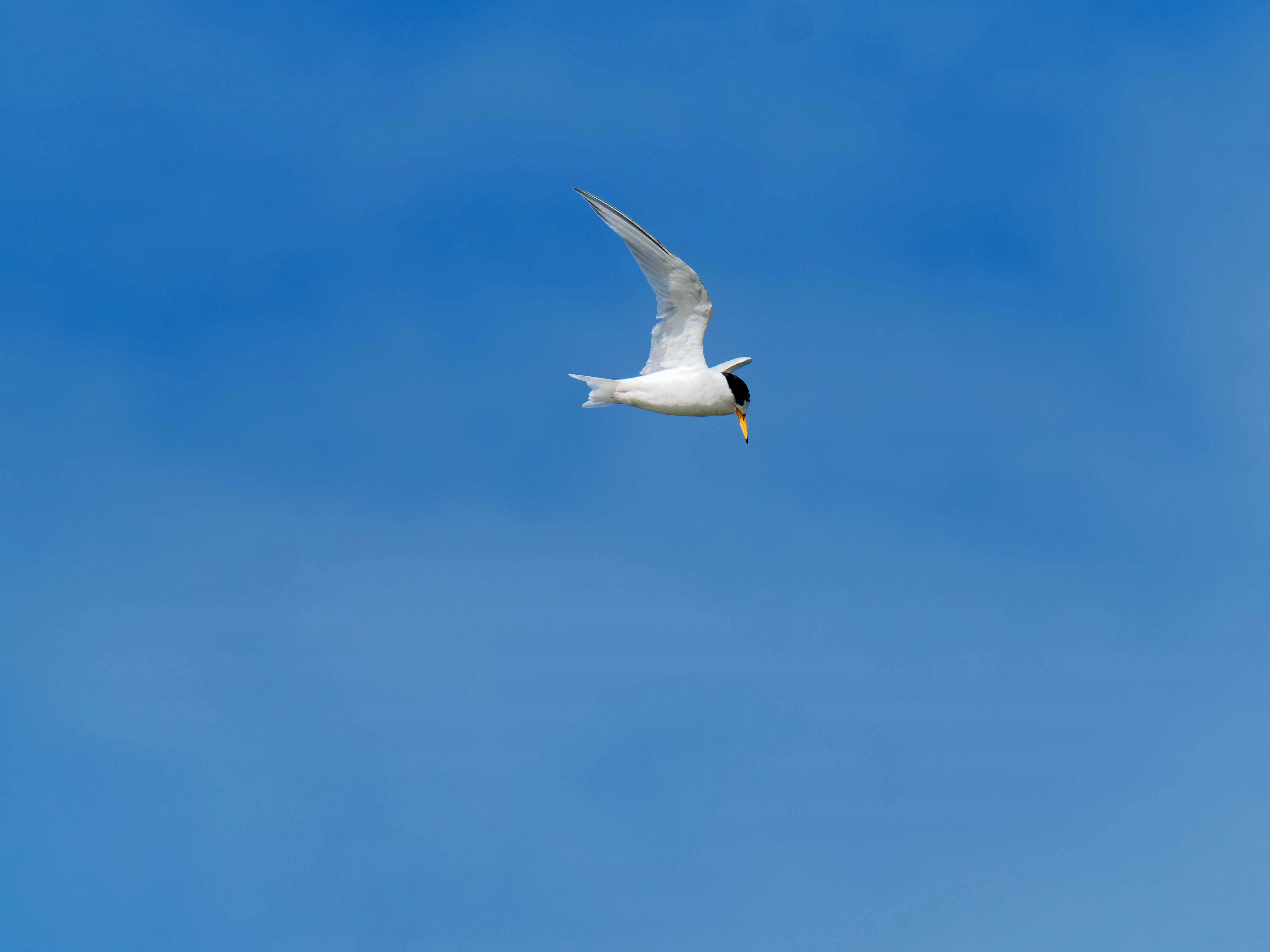 https://lemis.nyc3.digitaloceanspaces.com/grog/Photos/20250917/big/Birding-158.jpeg